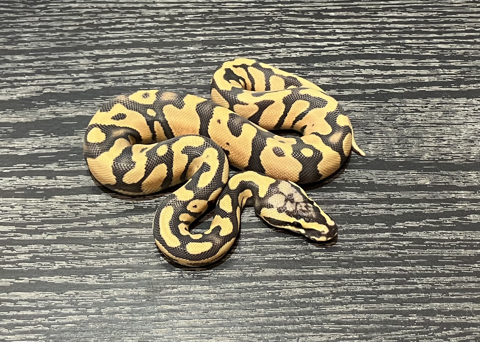 pastel confusion enchi hypo GHI