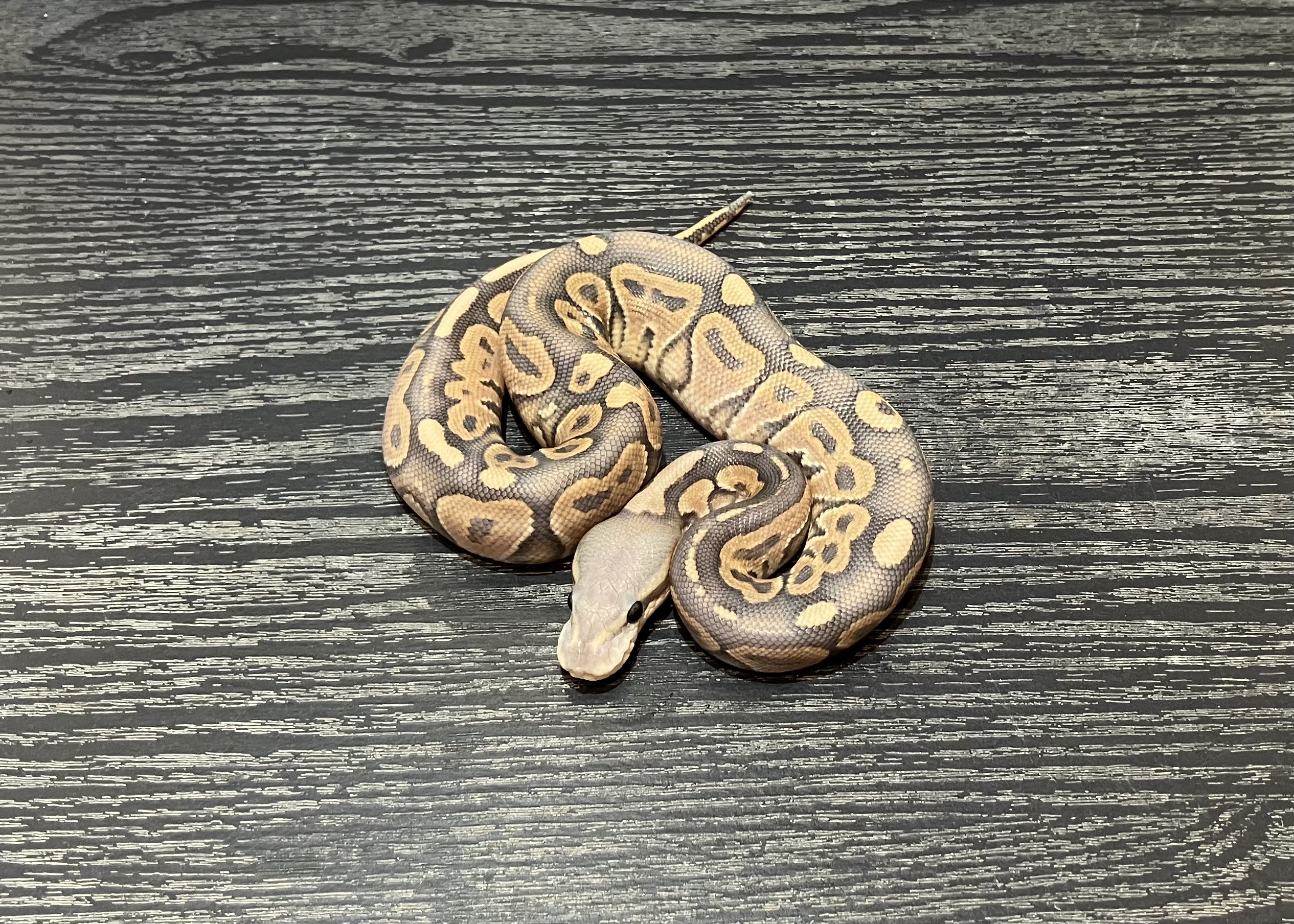 BP OD hypo
