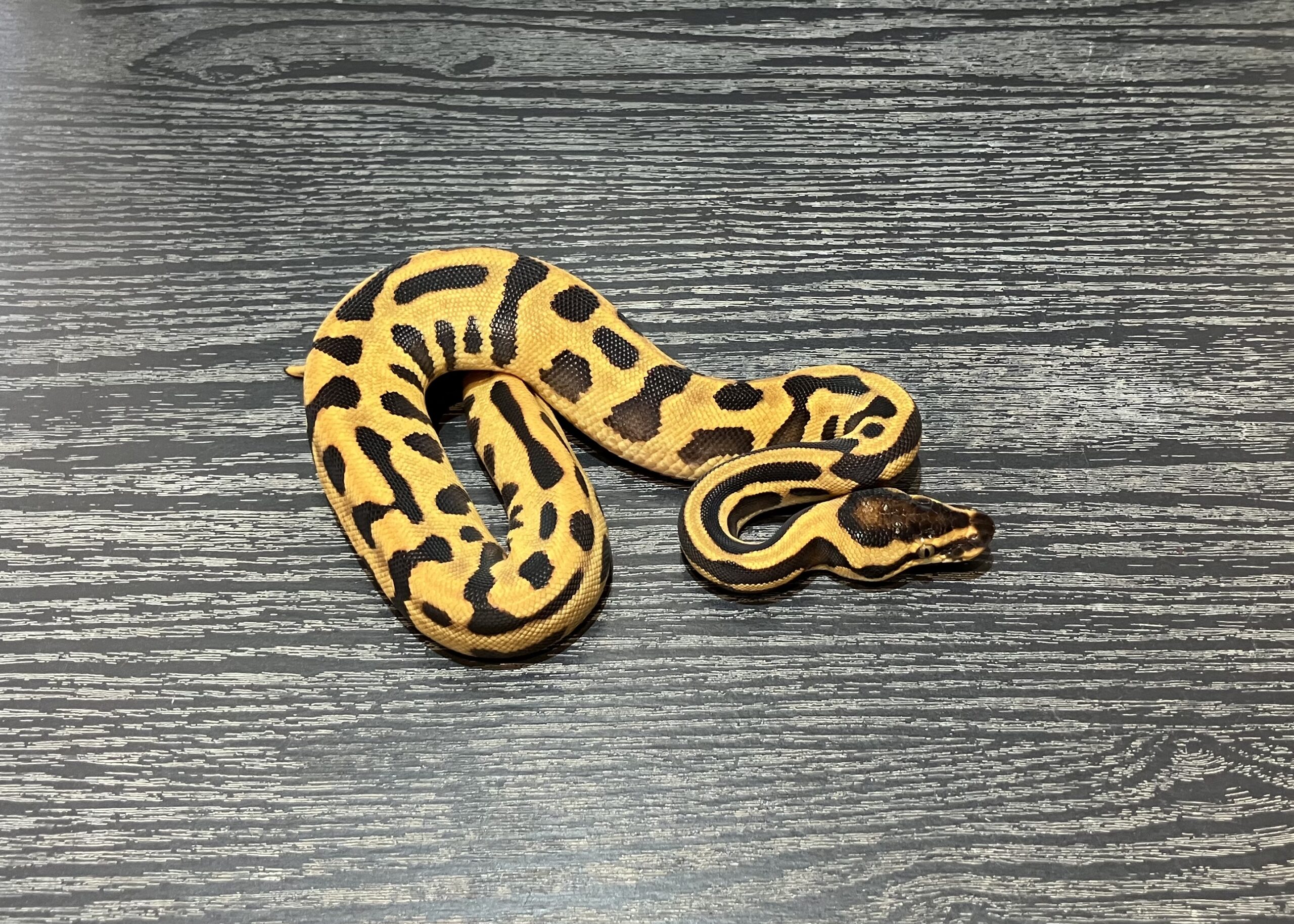 Leo enchi super choco het clown