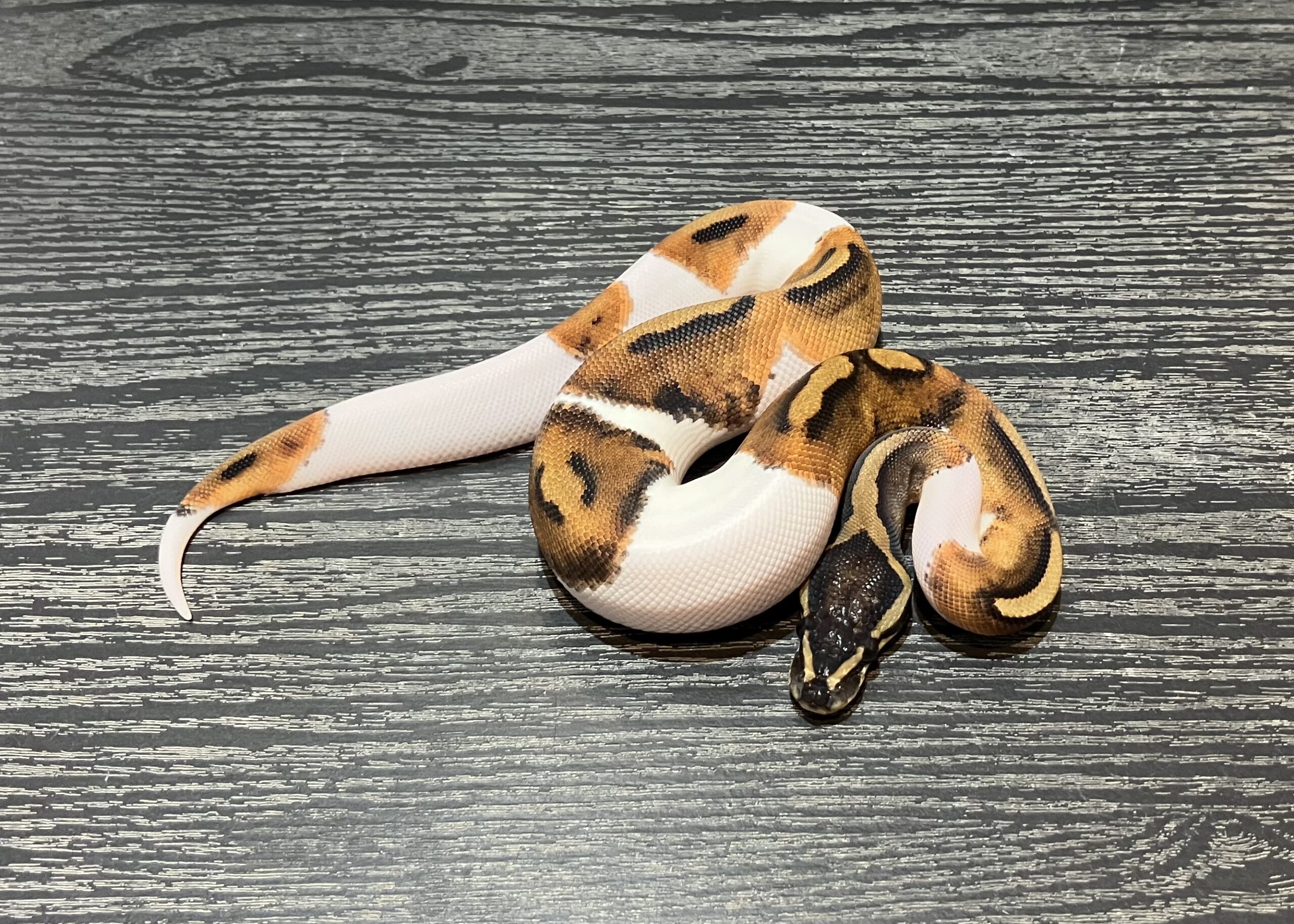 パイ