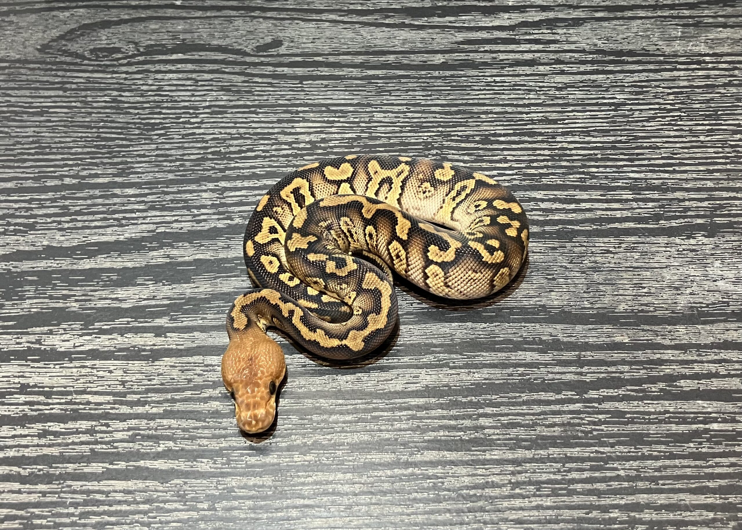cypress clown