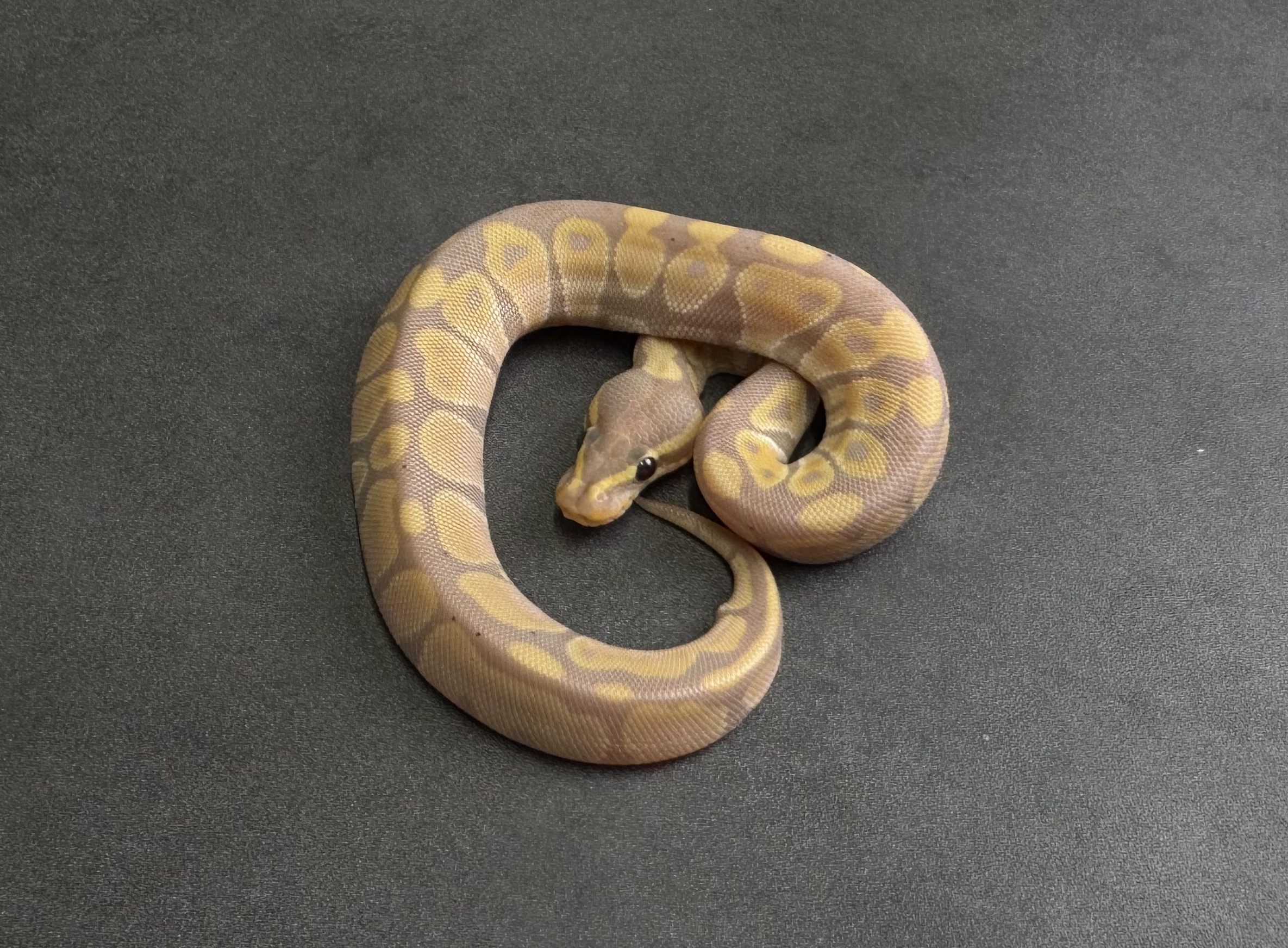 poss hypo banana