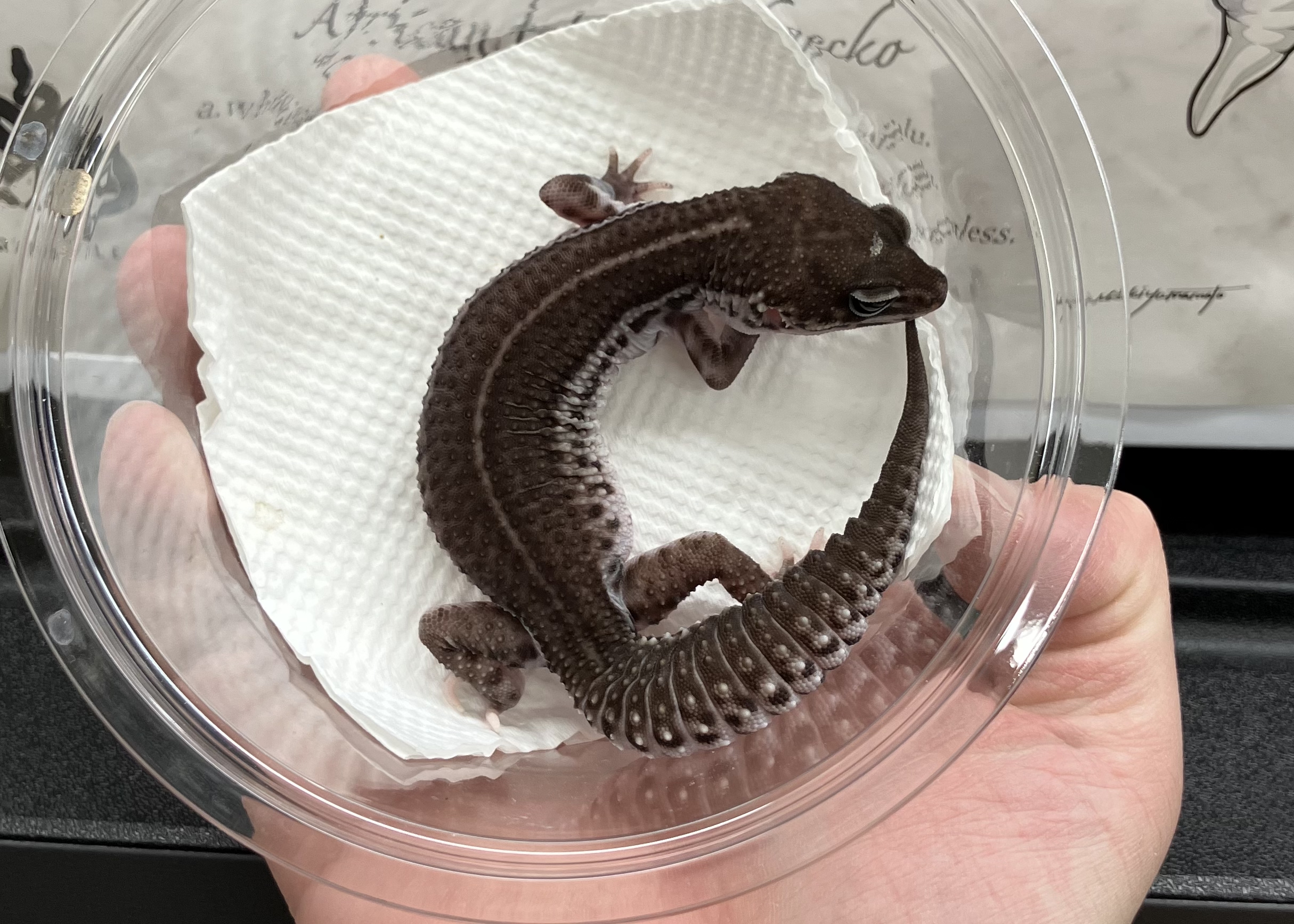 ブラックナイトSS