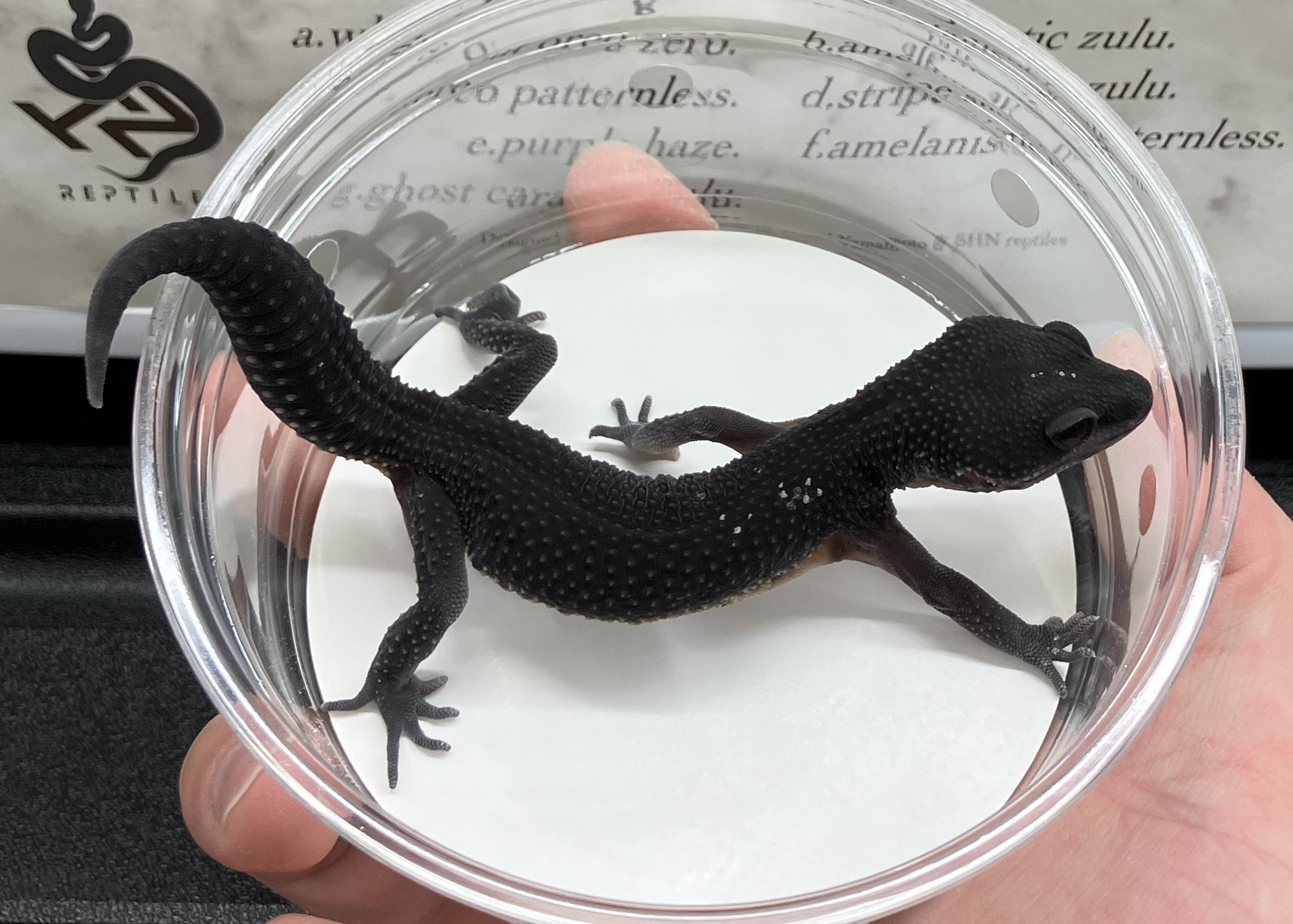 ブラックナイト