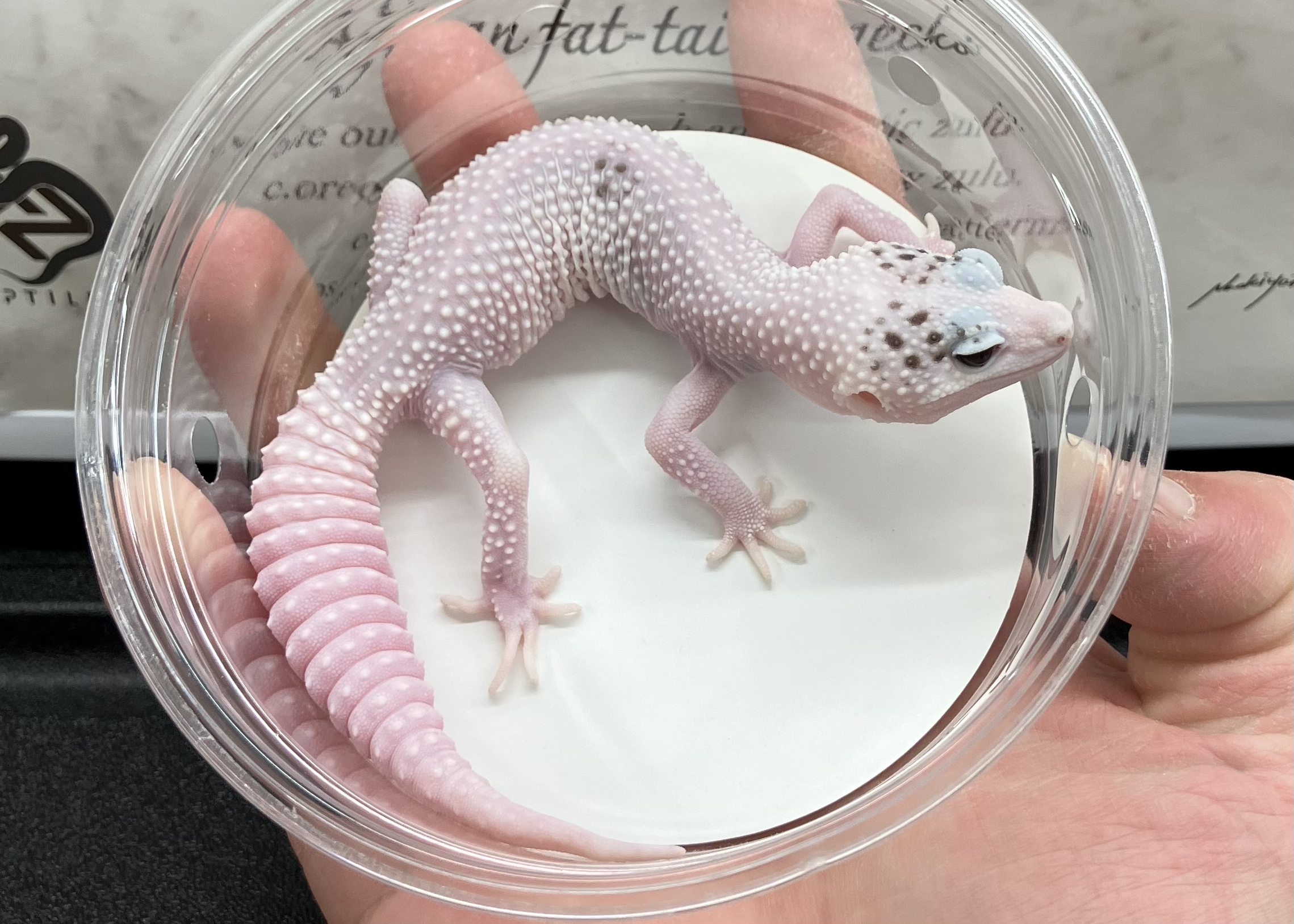 ギャラクシーパイド