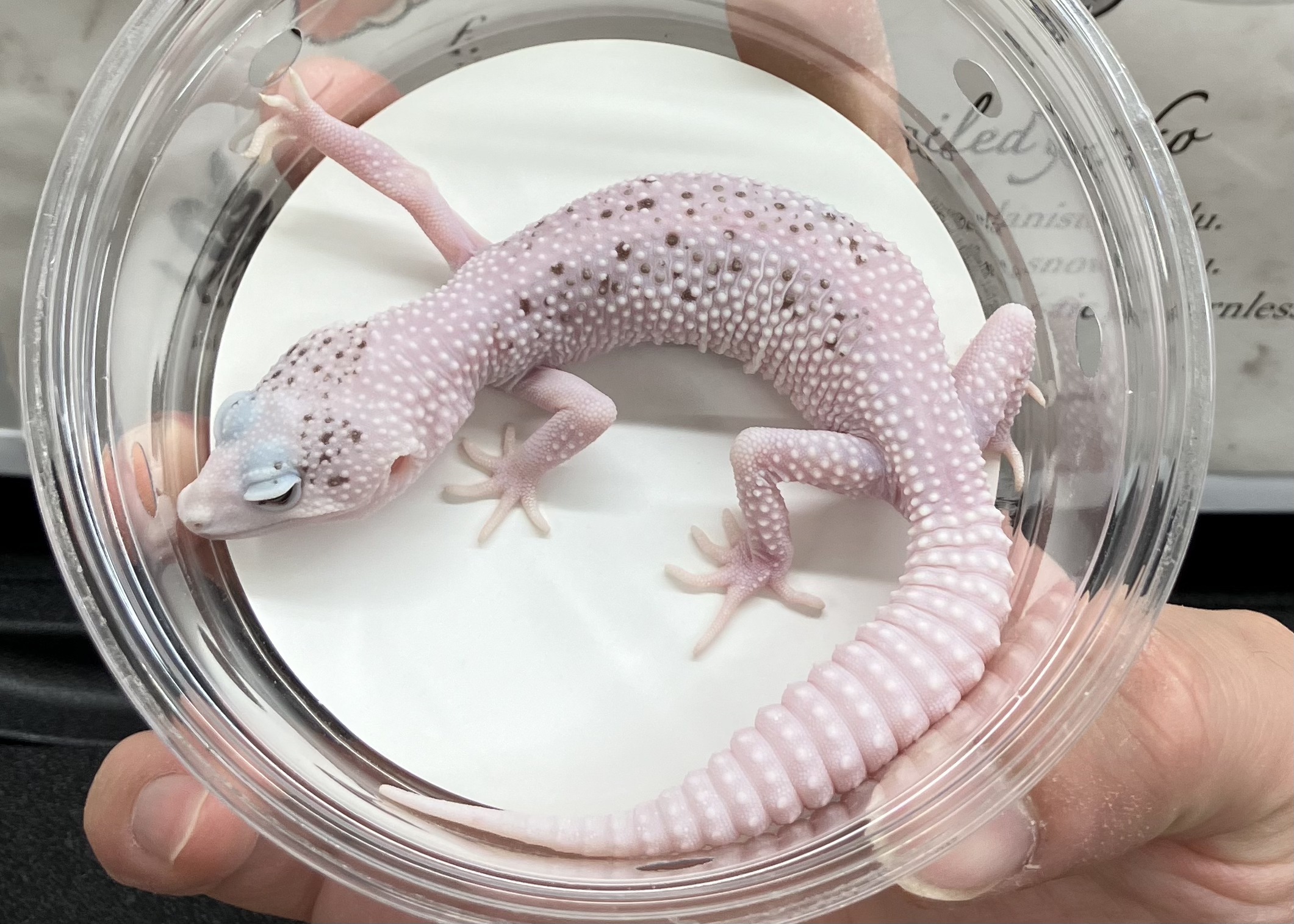 ギャラクシーパイド