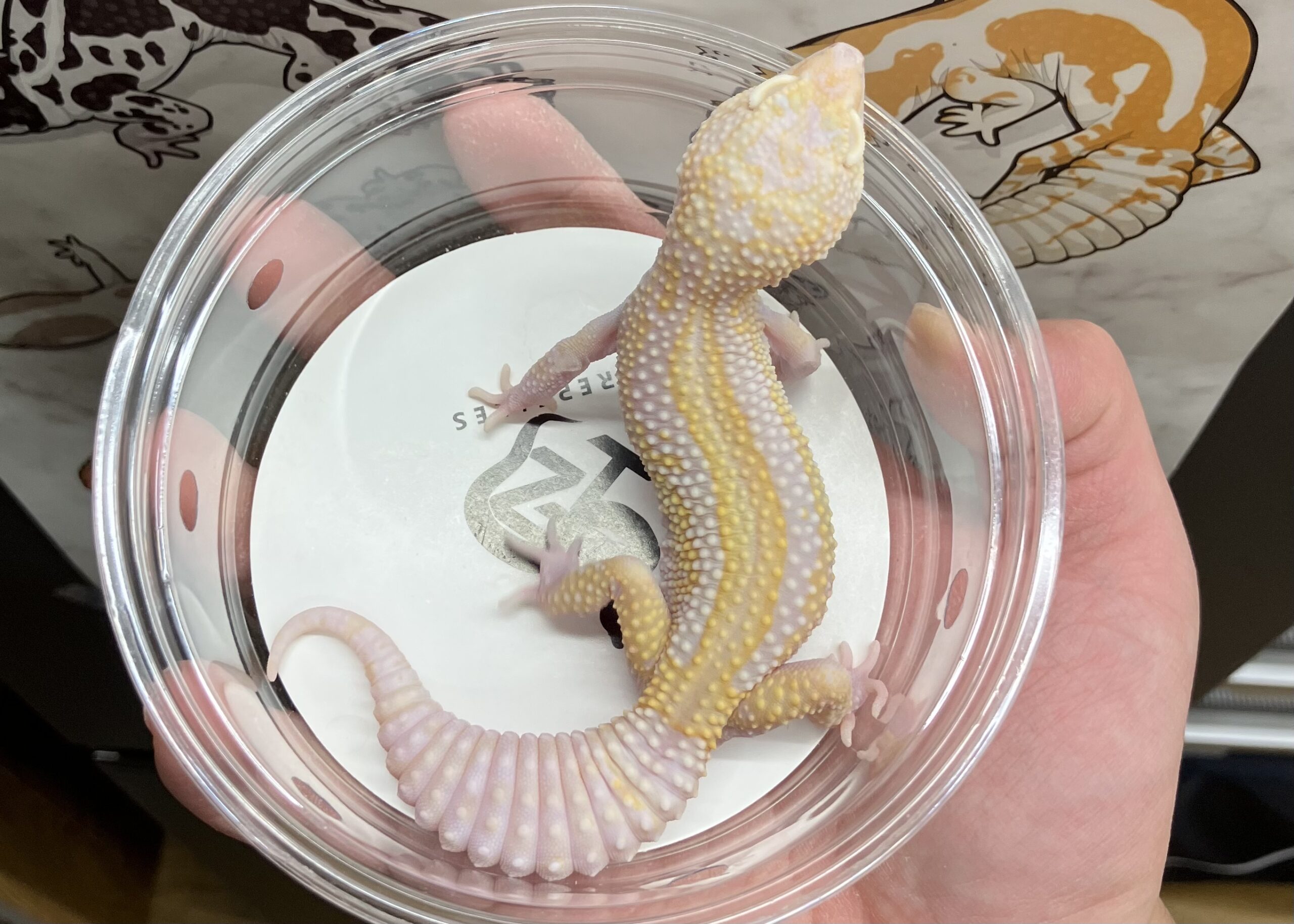 STONE WASH LINE レーダー