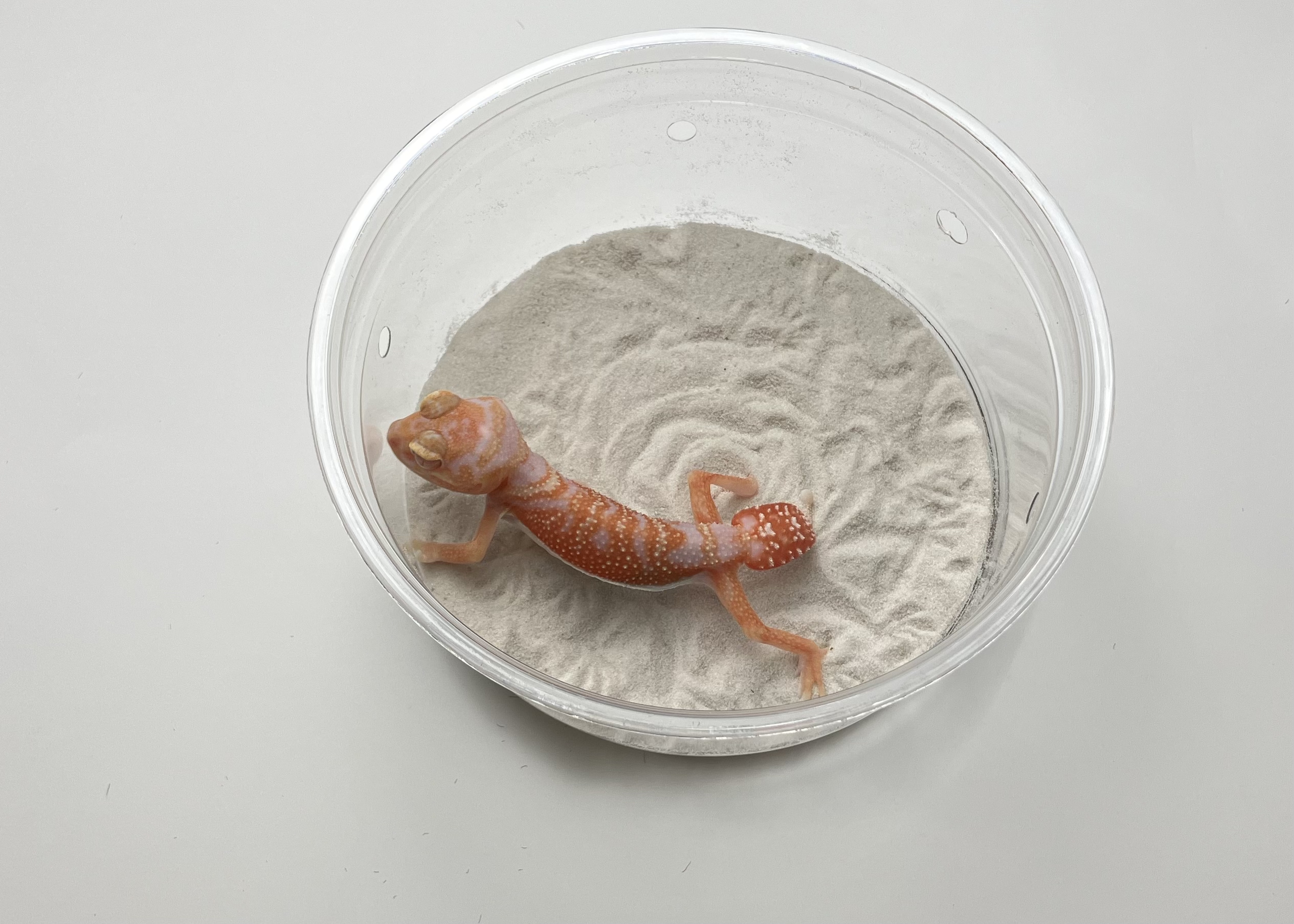 アルビノhetパターンレス