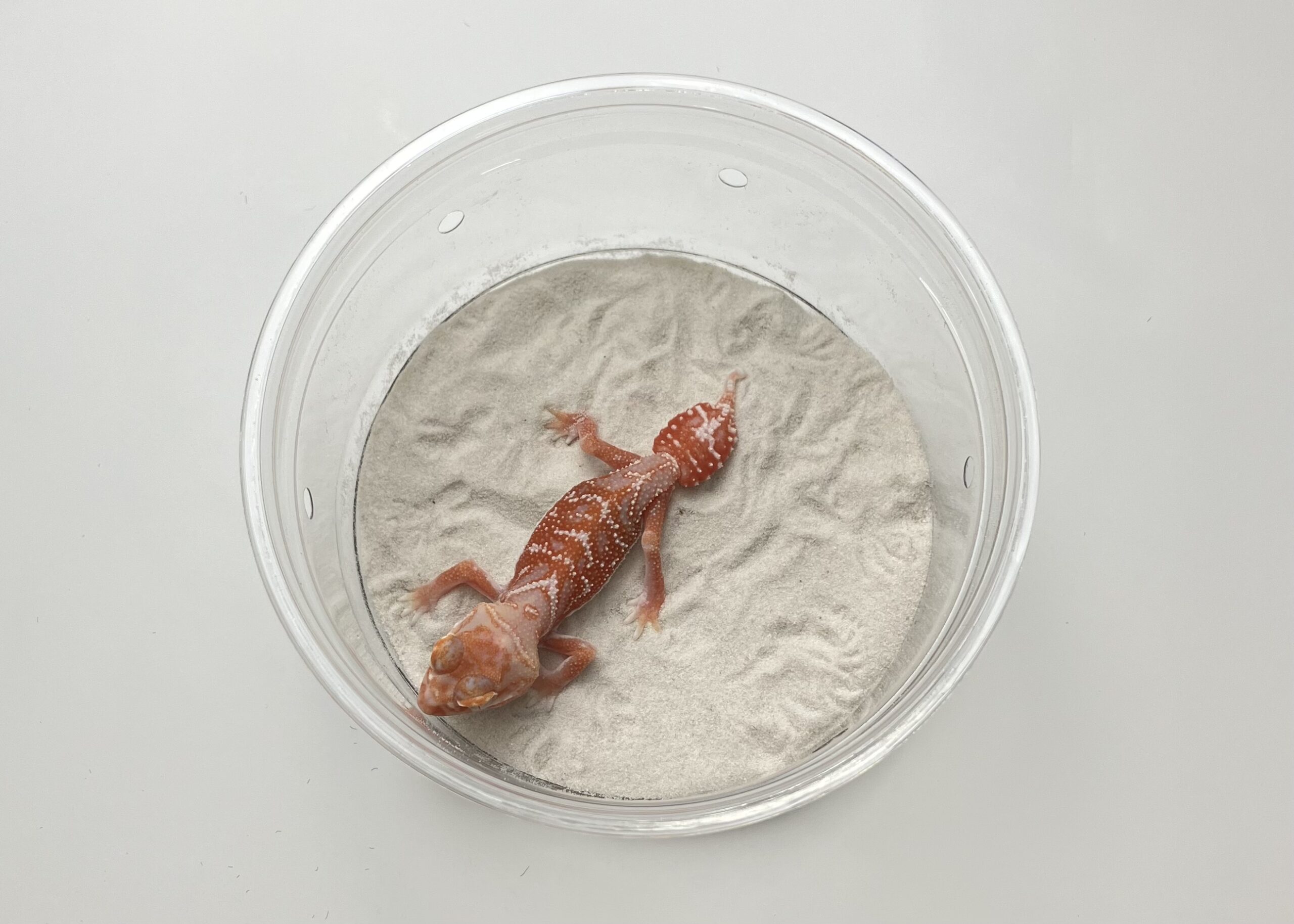 アルビノhetパターンレス