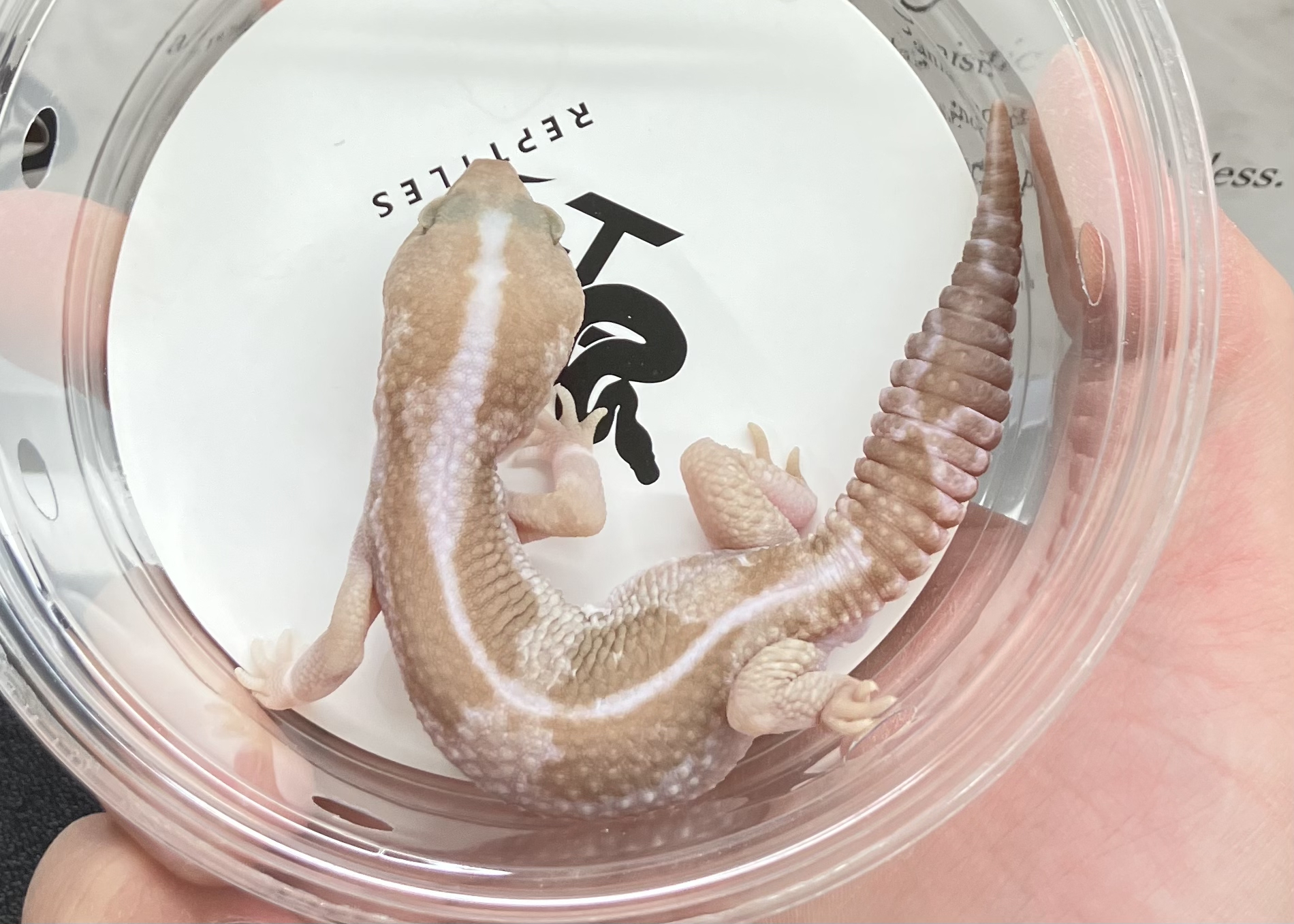 スノーズールー