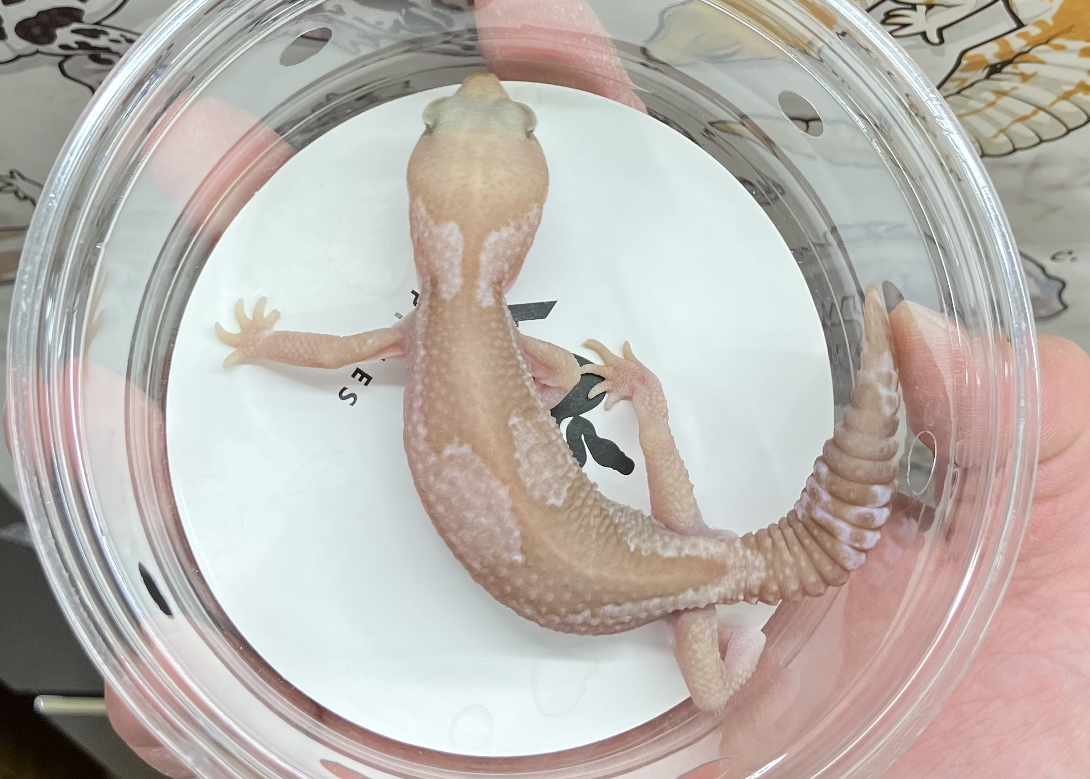 スノーズールー