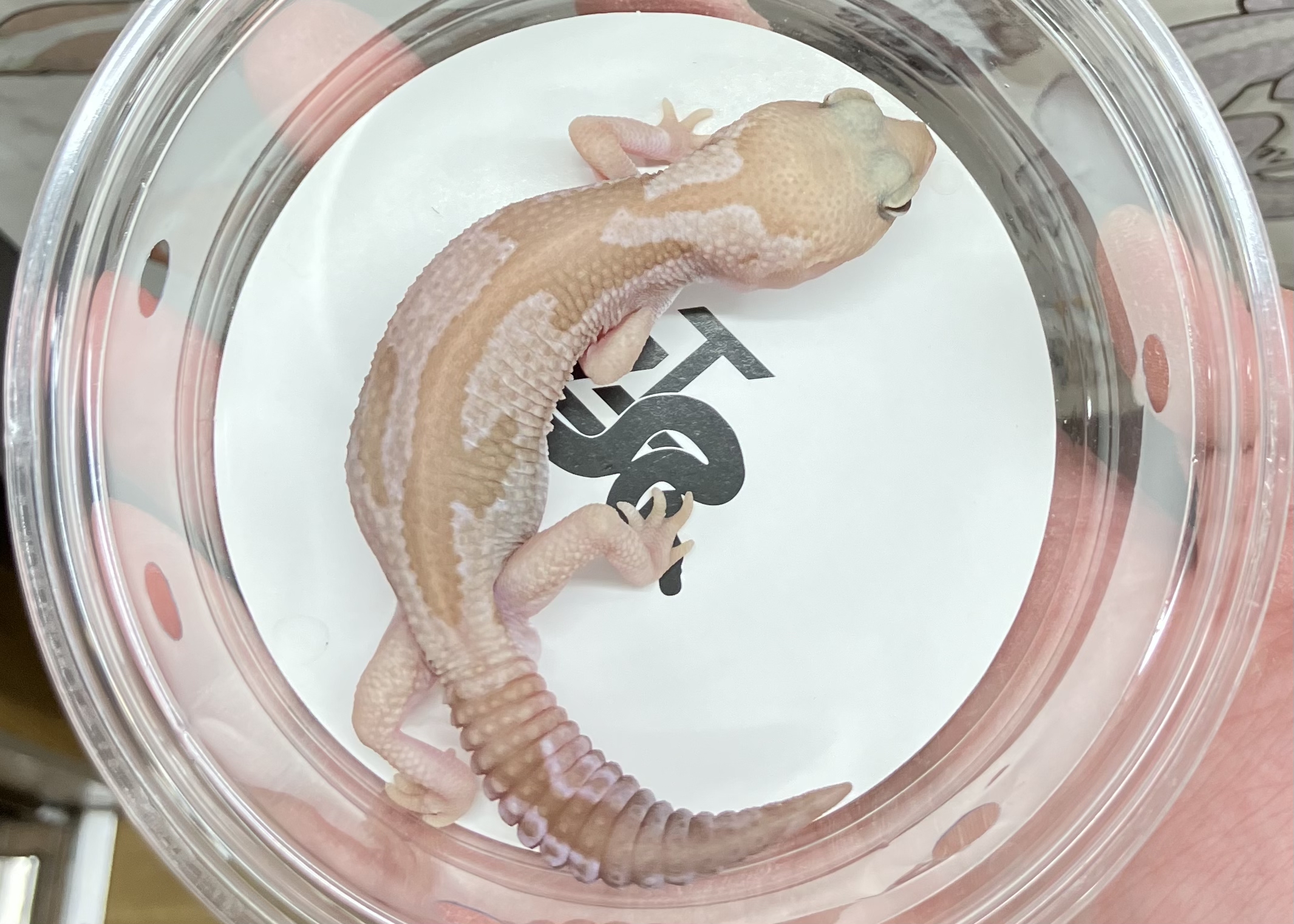 スノーズールー