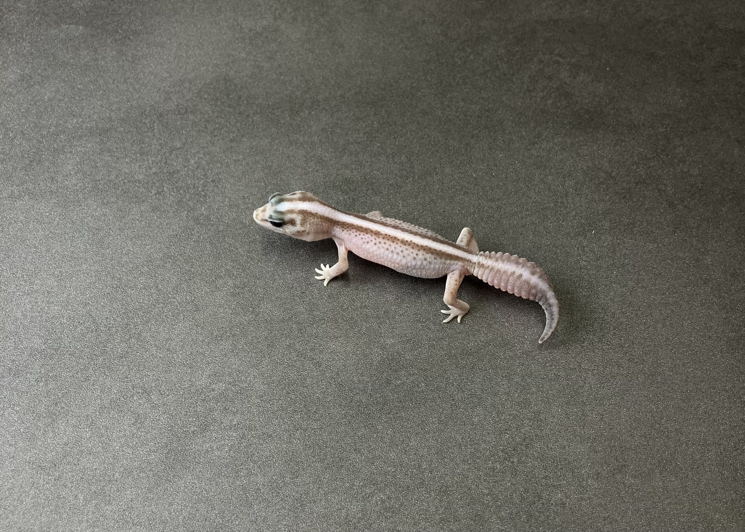 オレオパターンレス