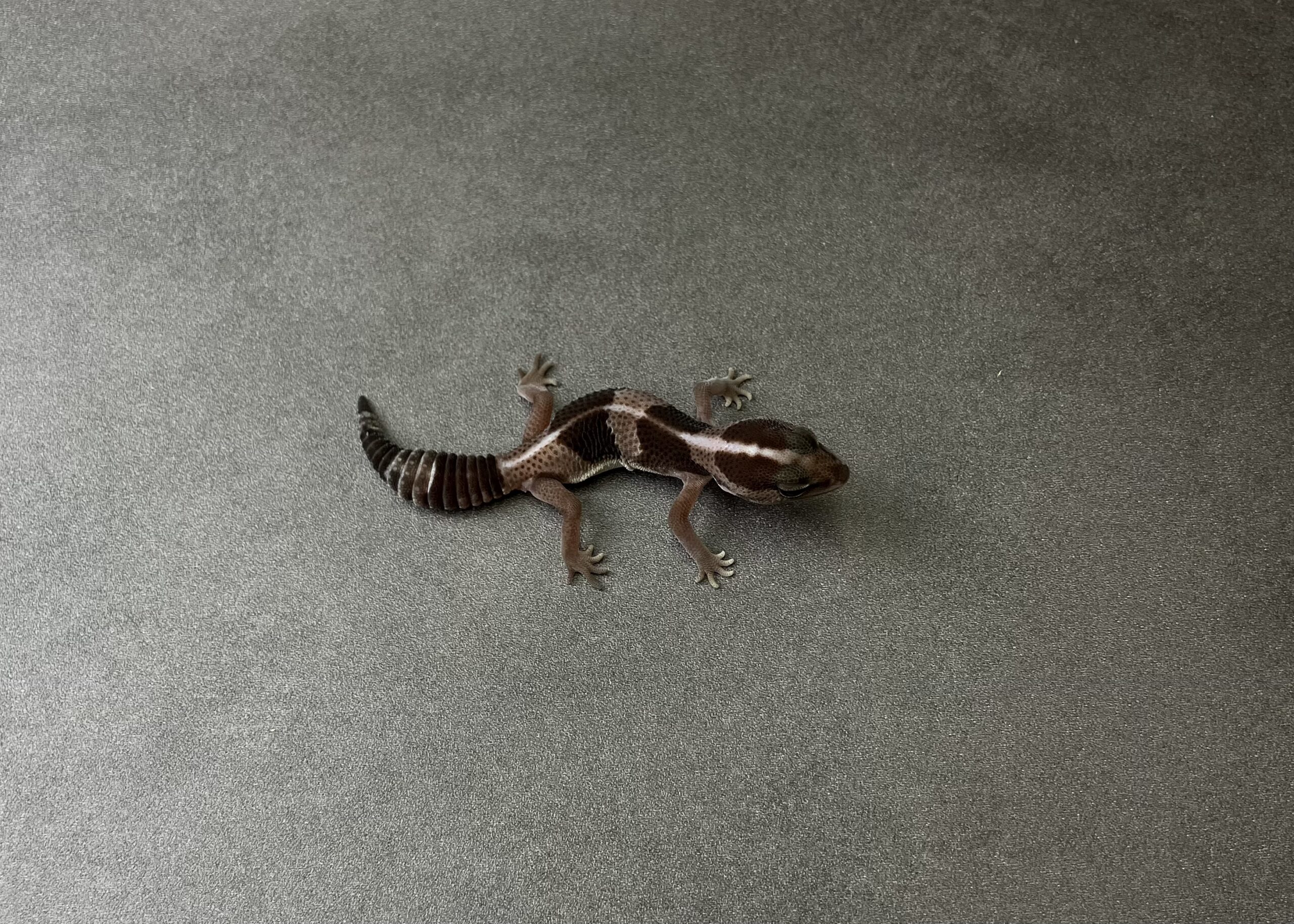 オレオ hetパターンレス