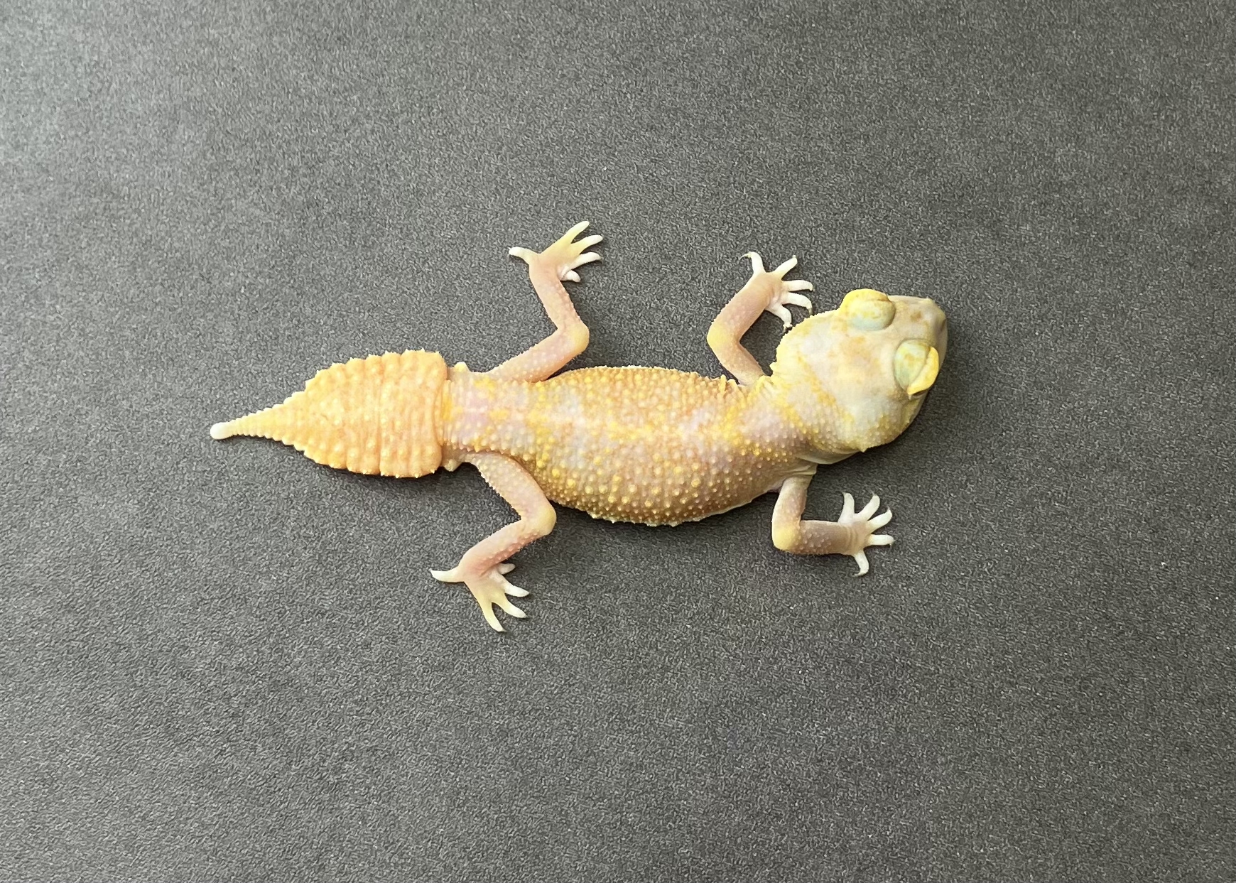 アルビノhetパターンレス