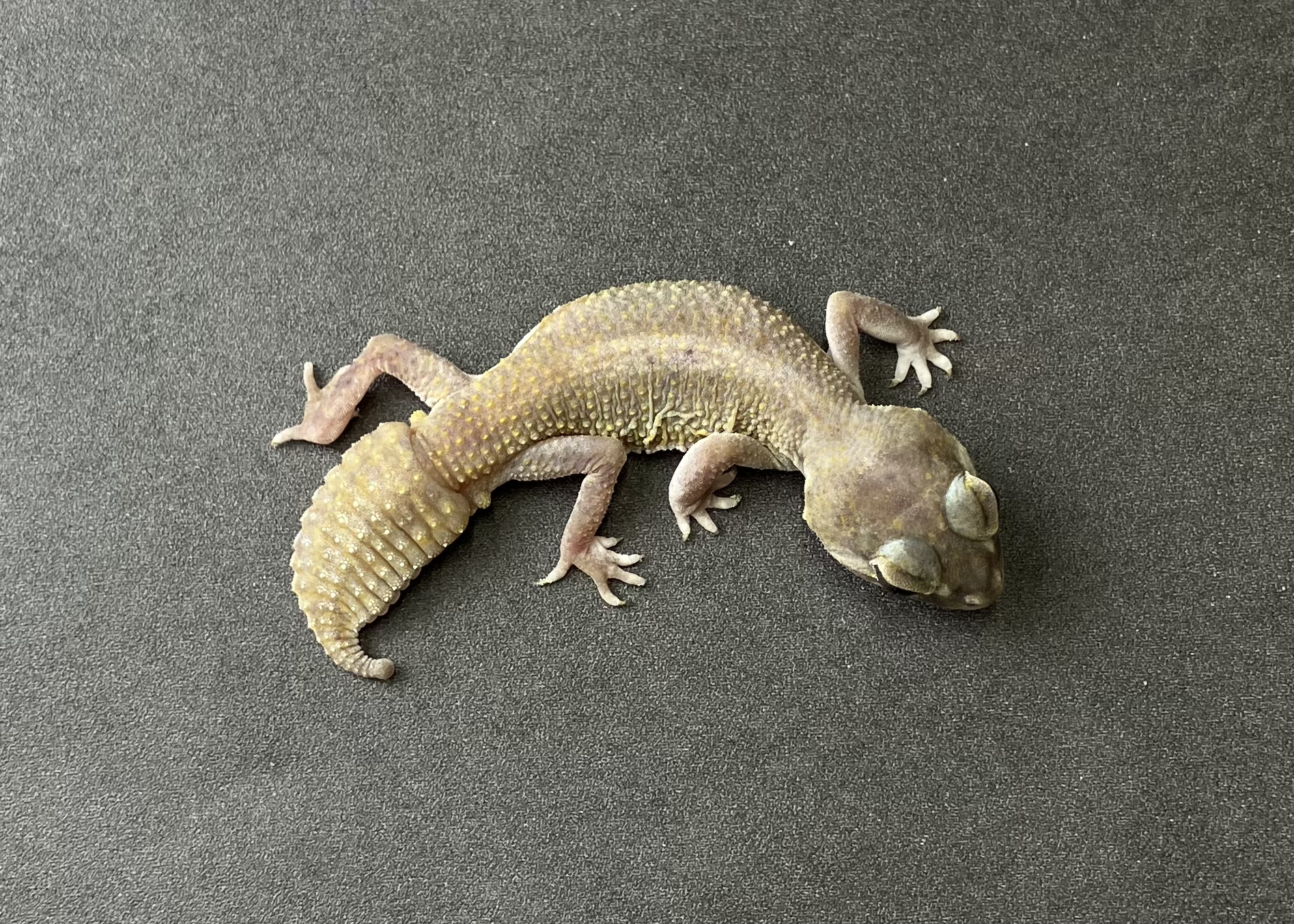 パターンレスhetアルビノ