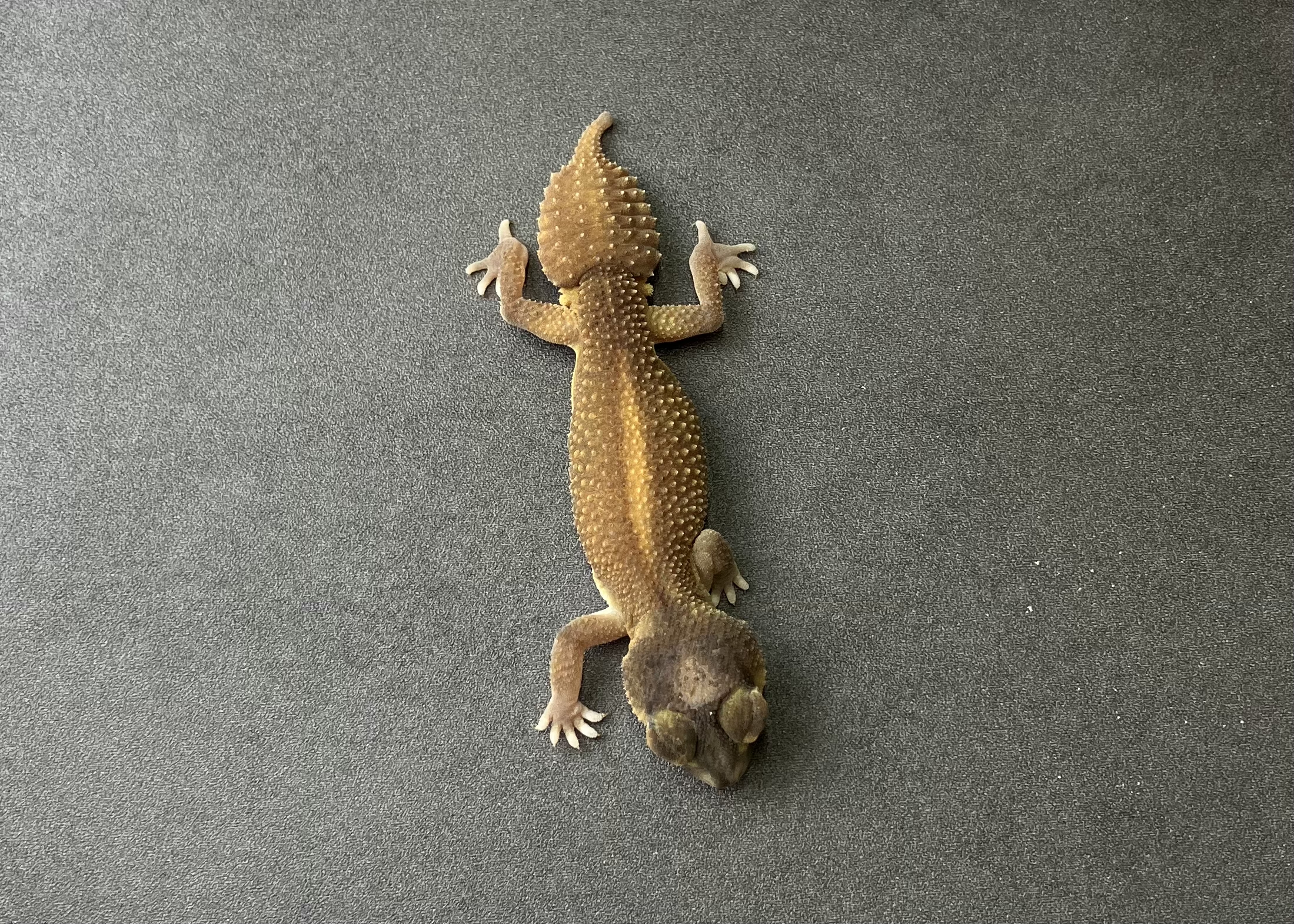 パターンレスhetアルビノ