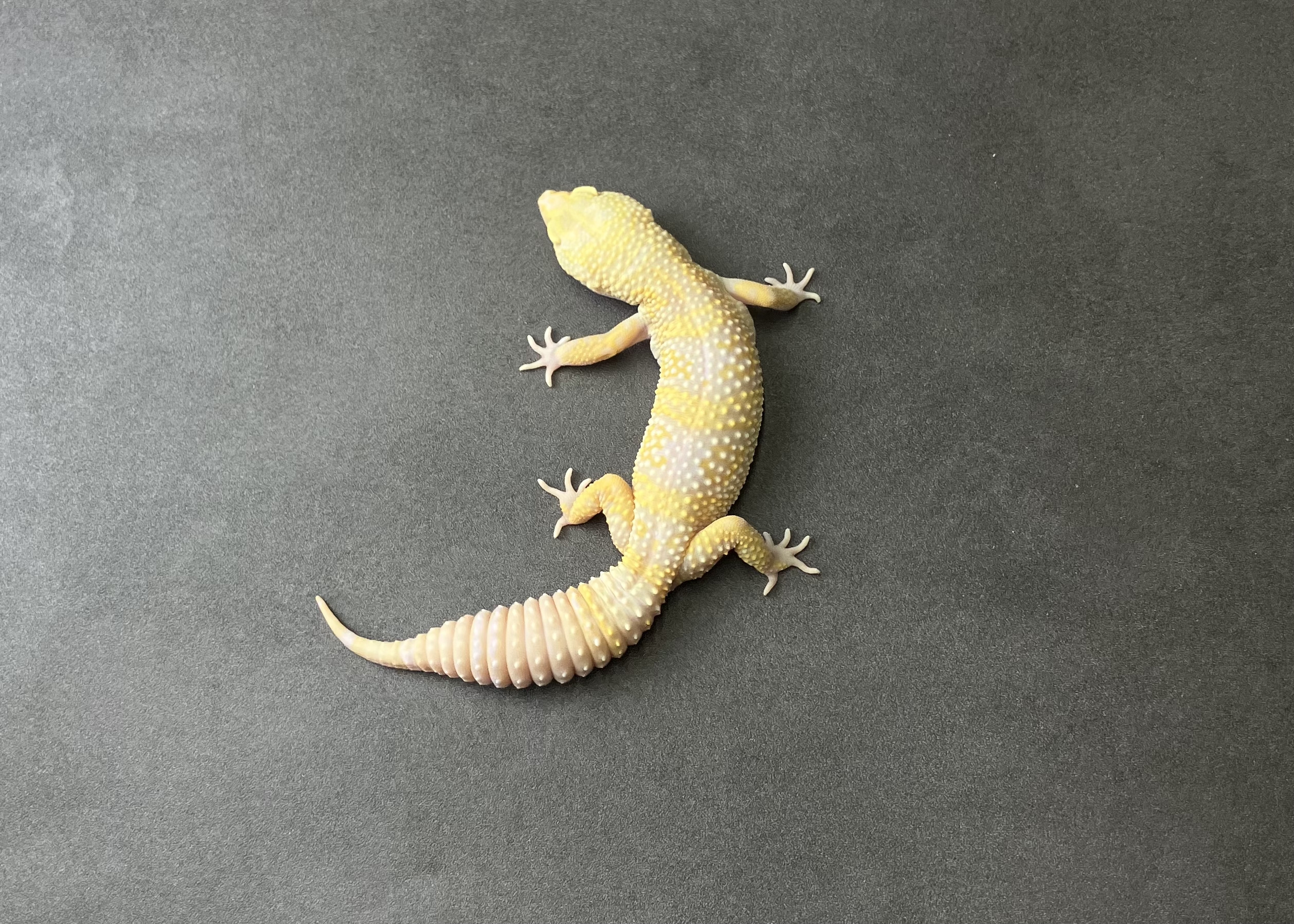 STONE WASH LINE ベルアルビノ