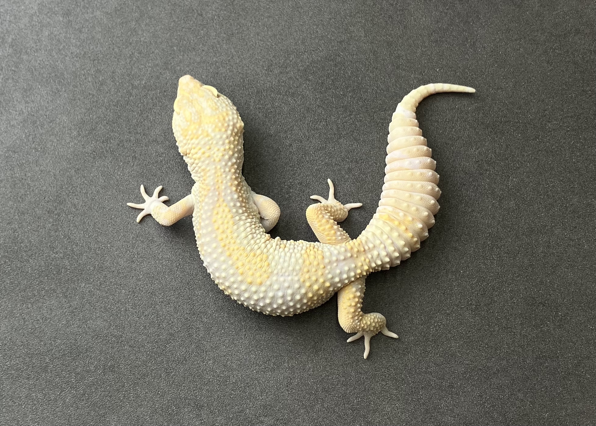 STONE WASH LINE ベルアルビノ