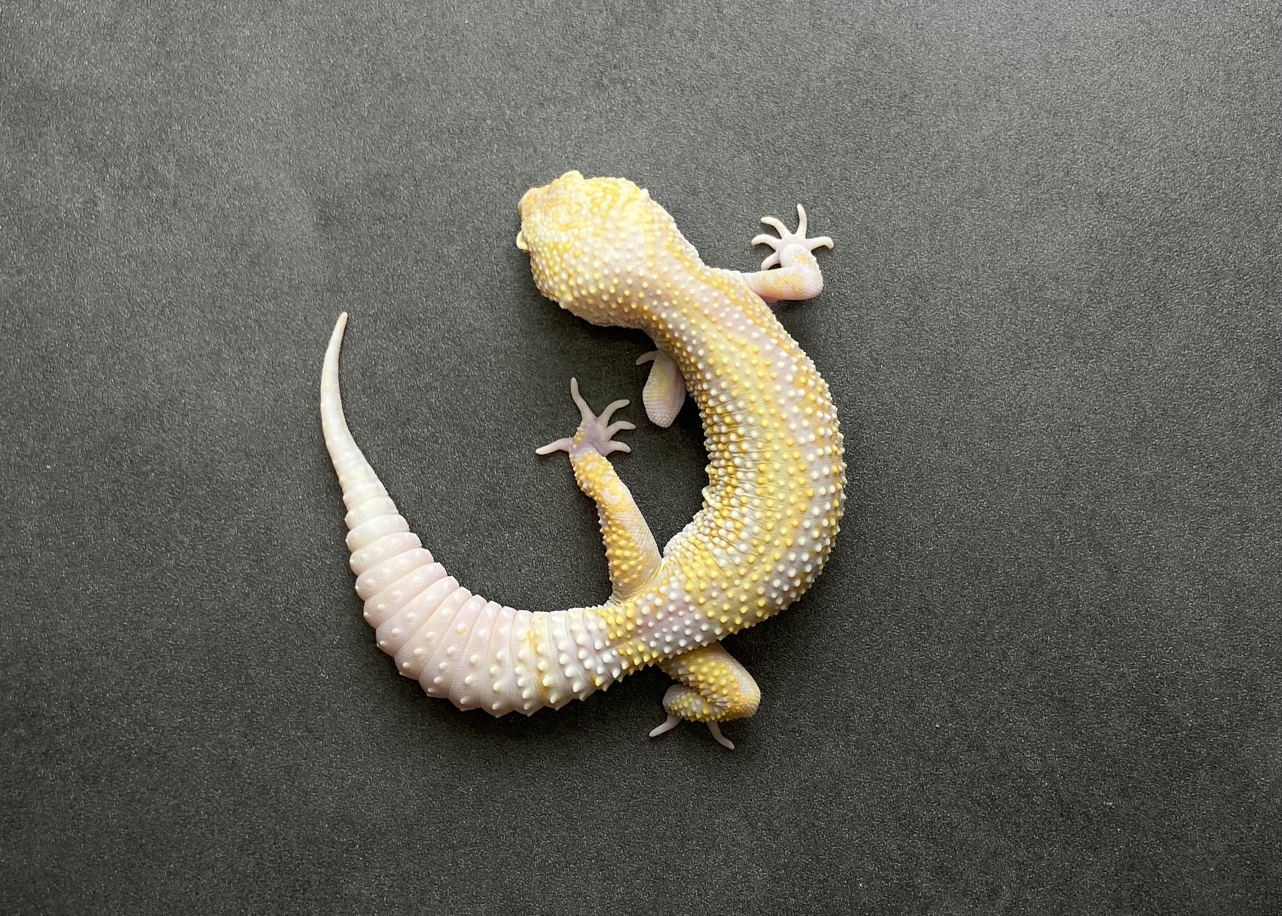 STONE WASH LINE レーダー