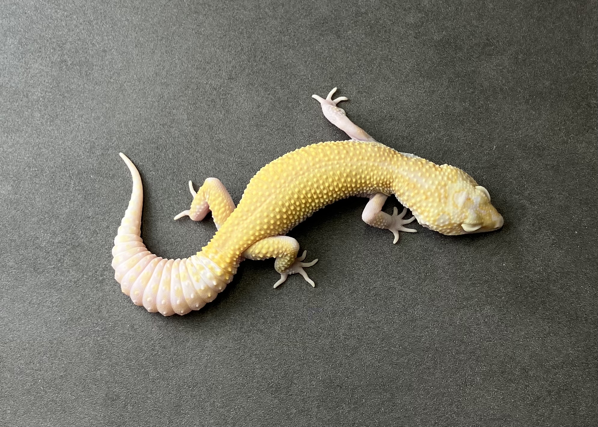 STONE WASH LINE レーダーエニグマ