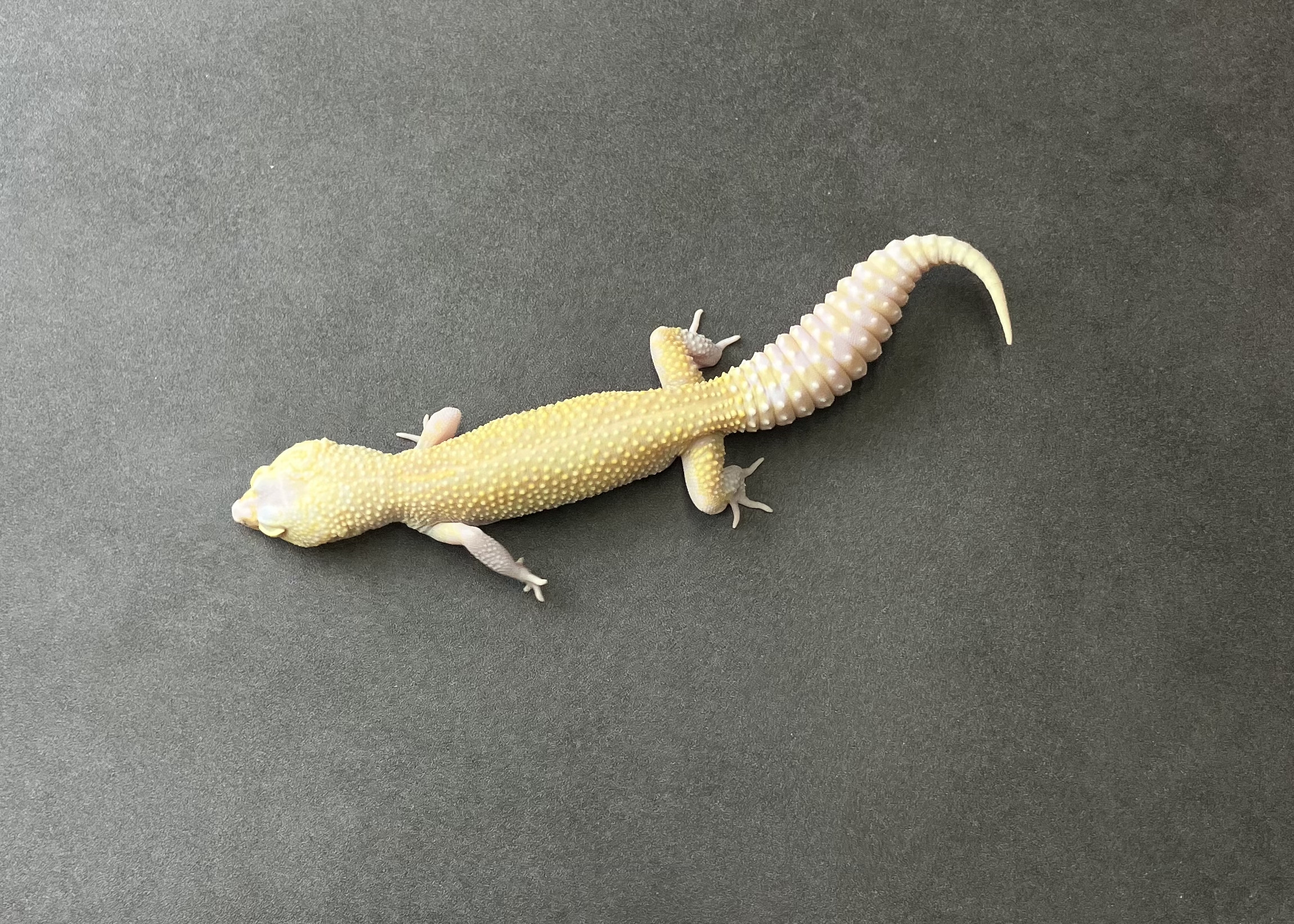 STONE WASH LINE レーダーエニグマ