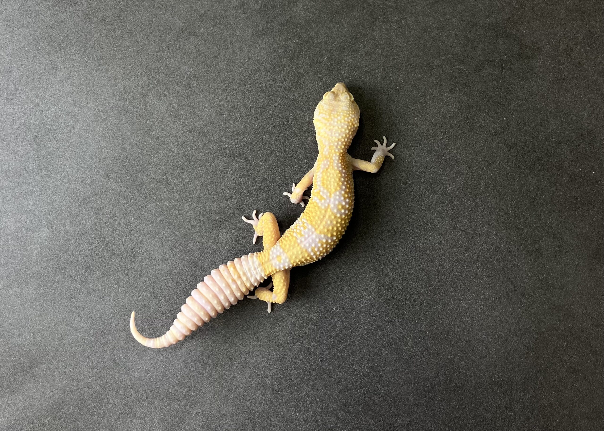 STONE WASH LINE ベルアルビノ