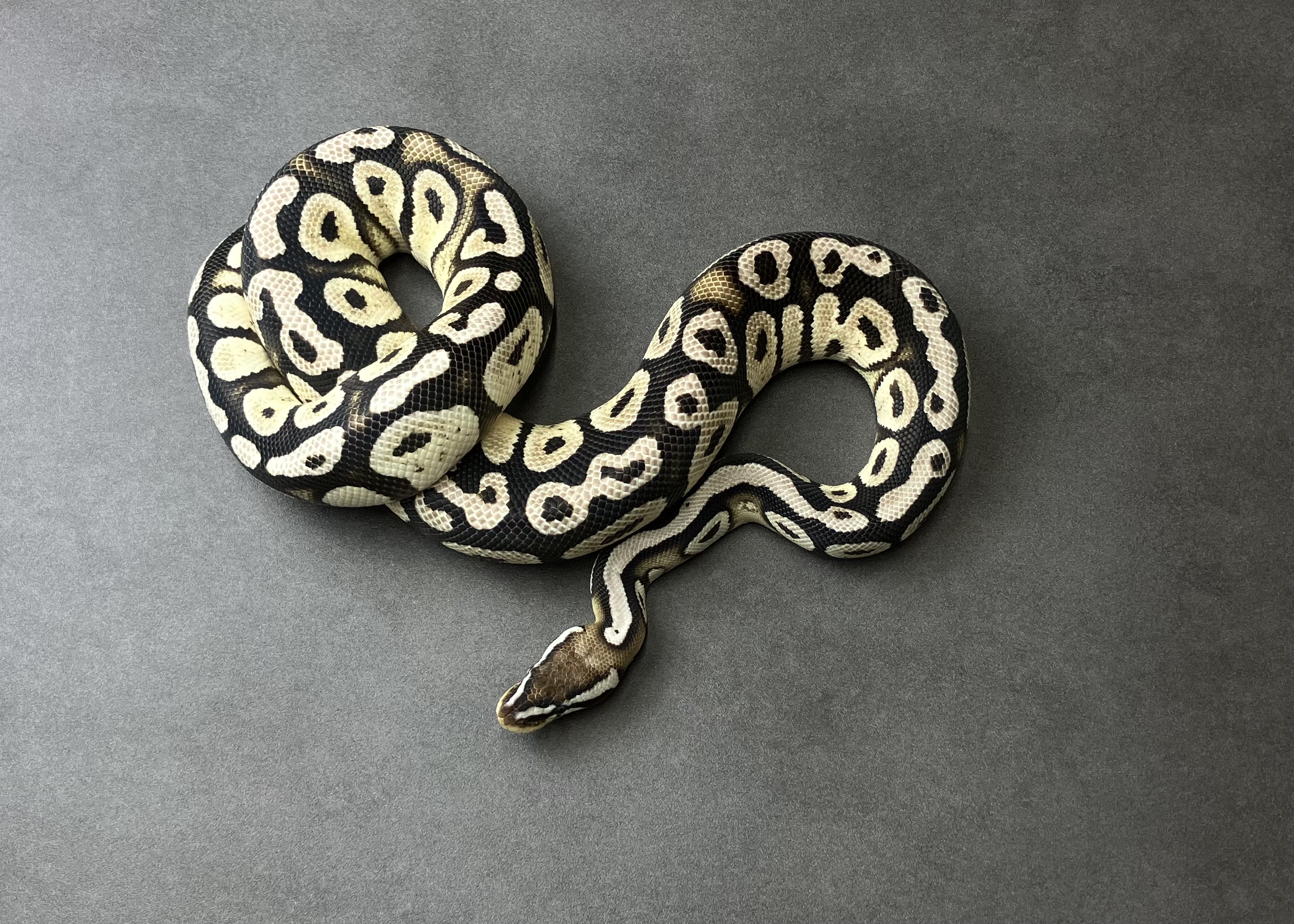 pastel cypress VPIaxan