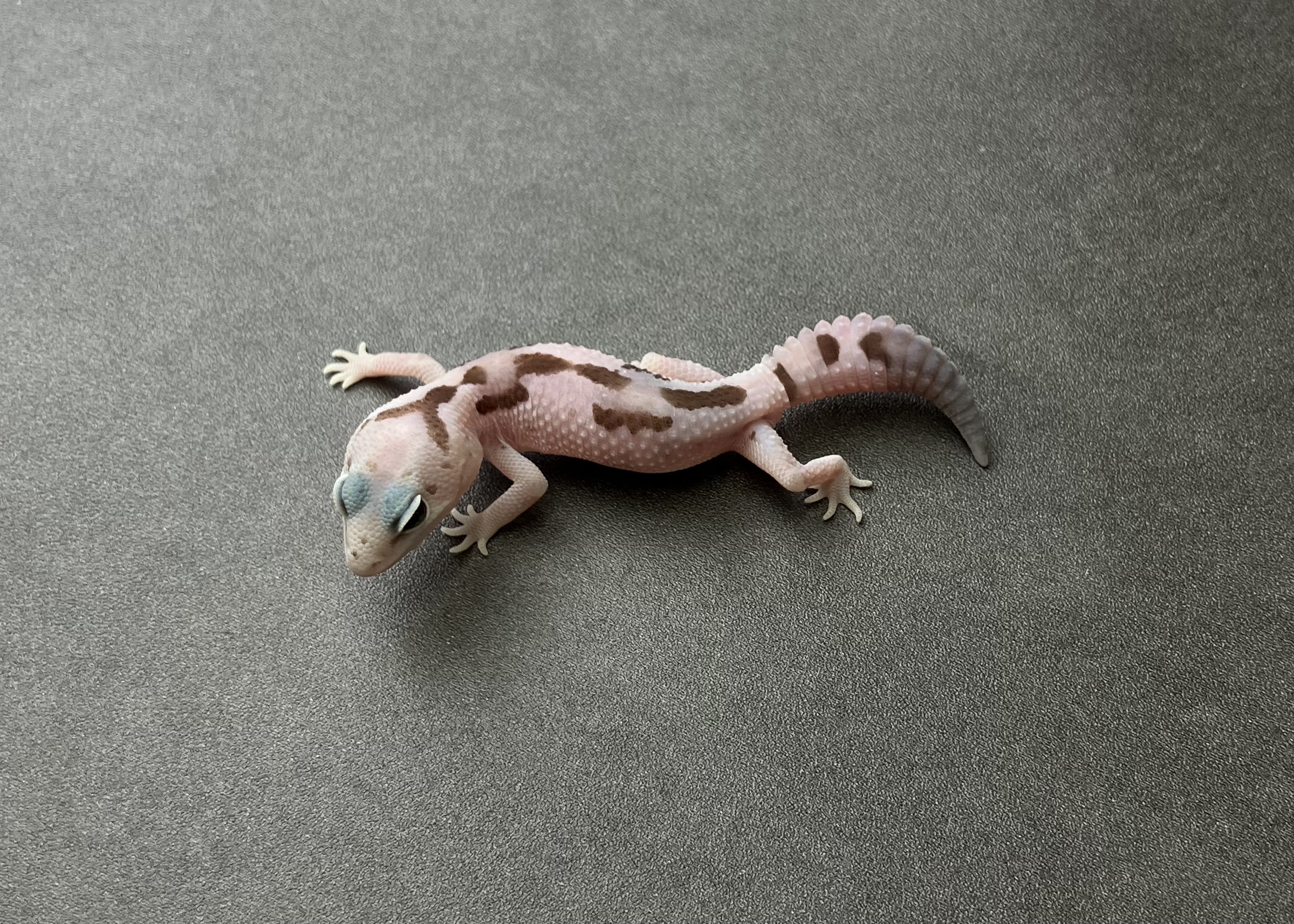 WOオレオズールー