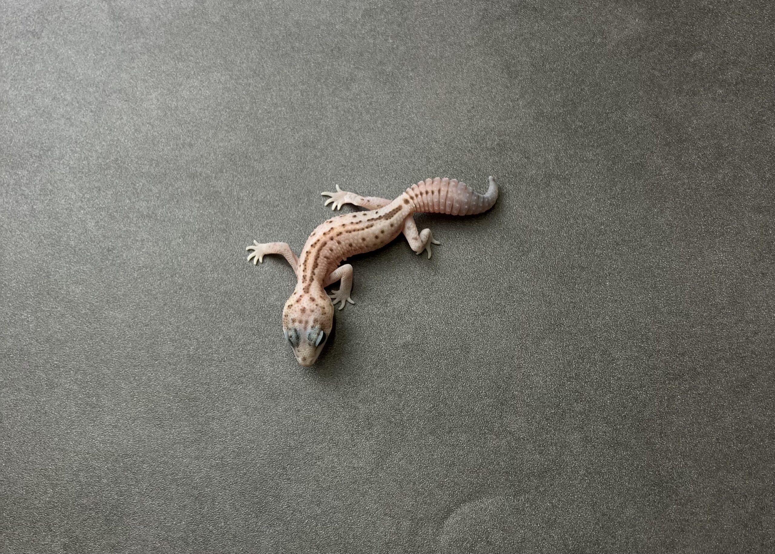 WOパターンレス