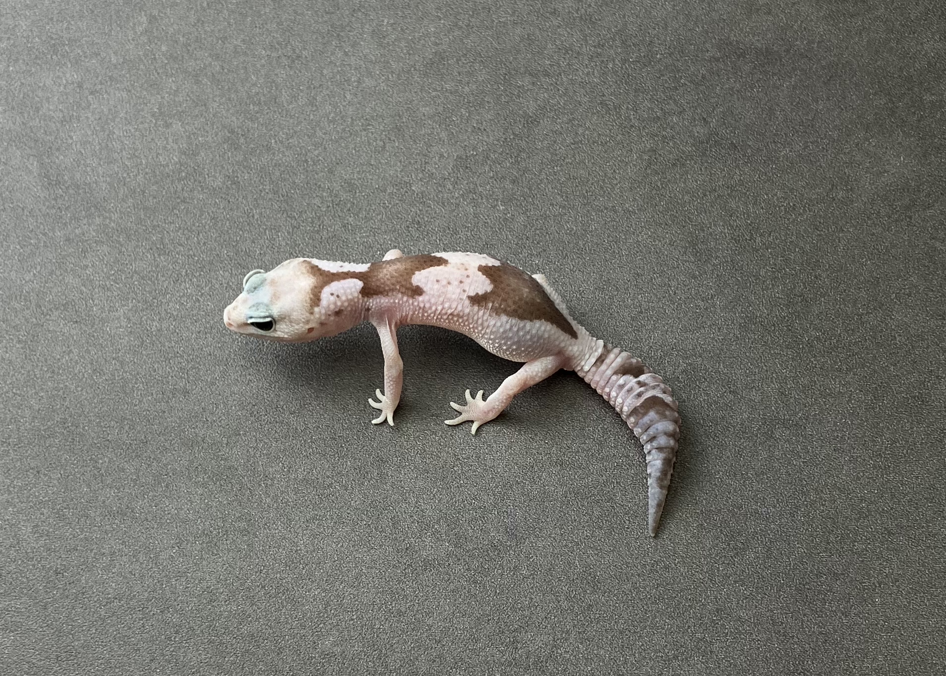 オレオズールー