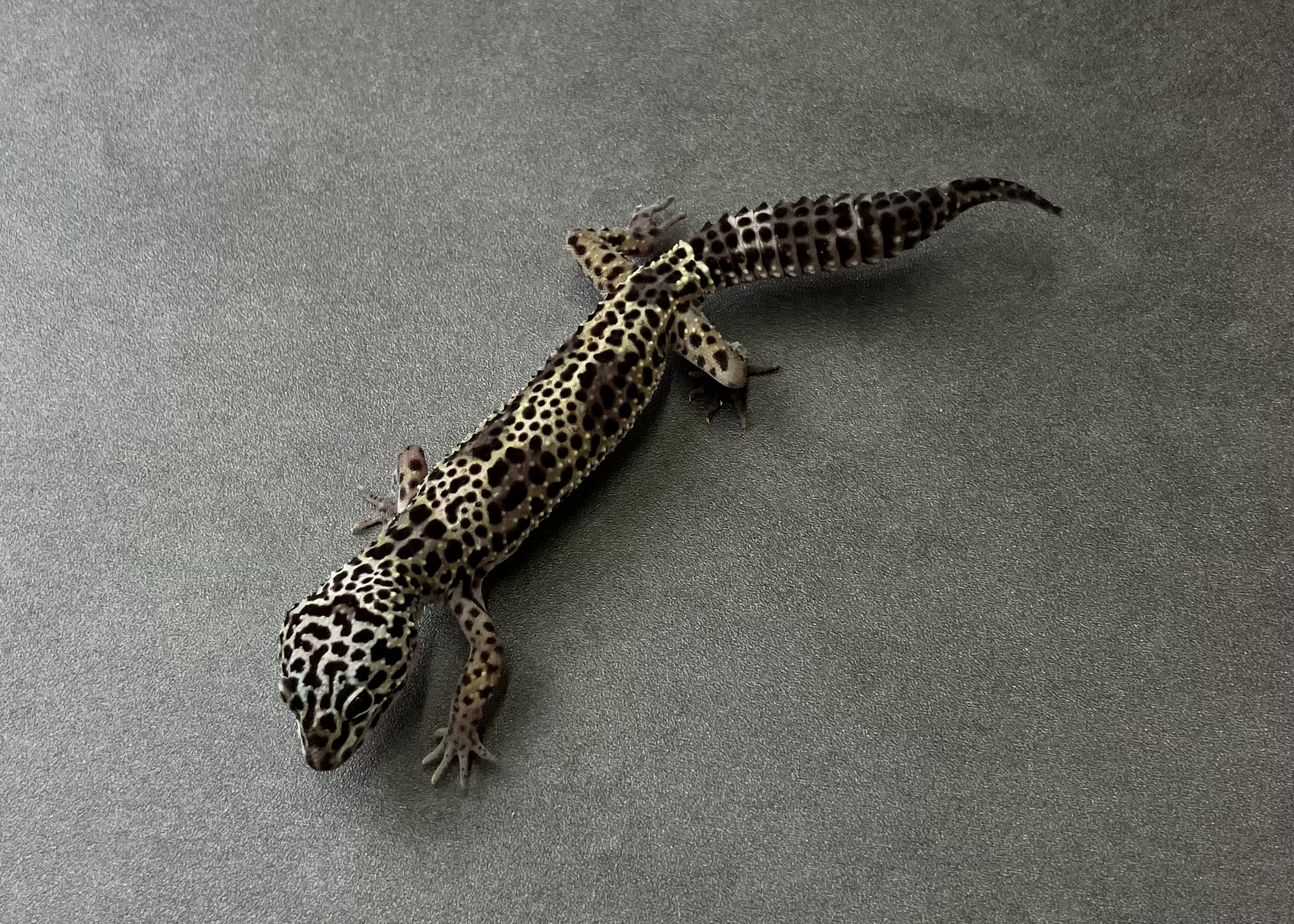 ブラックナイトクロススノー