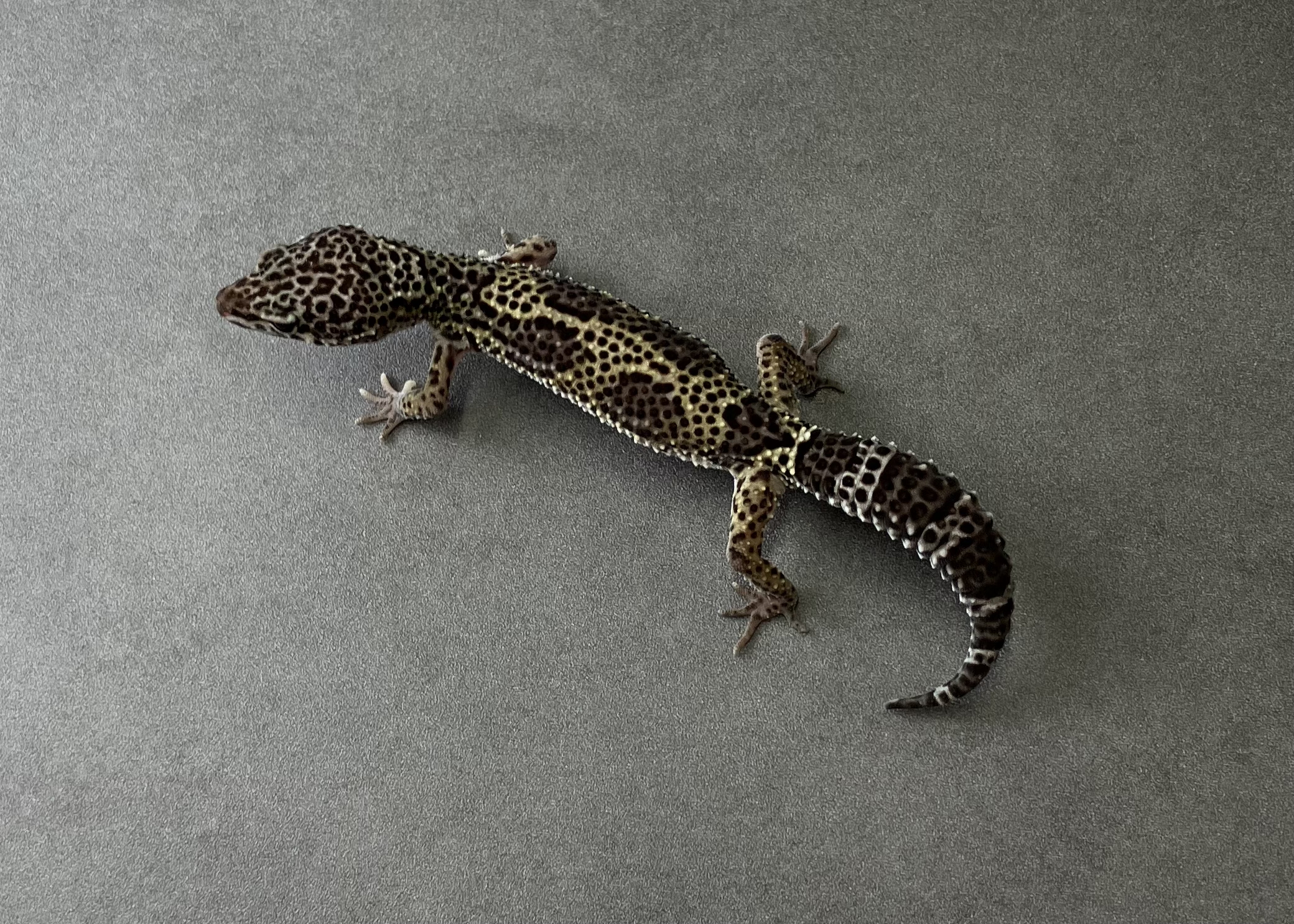 ブラックナイトクロススノー