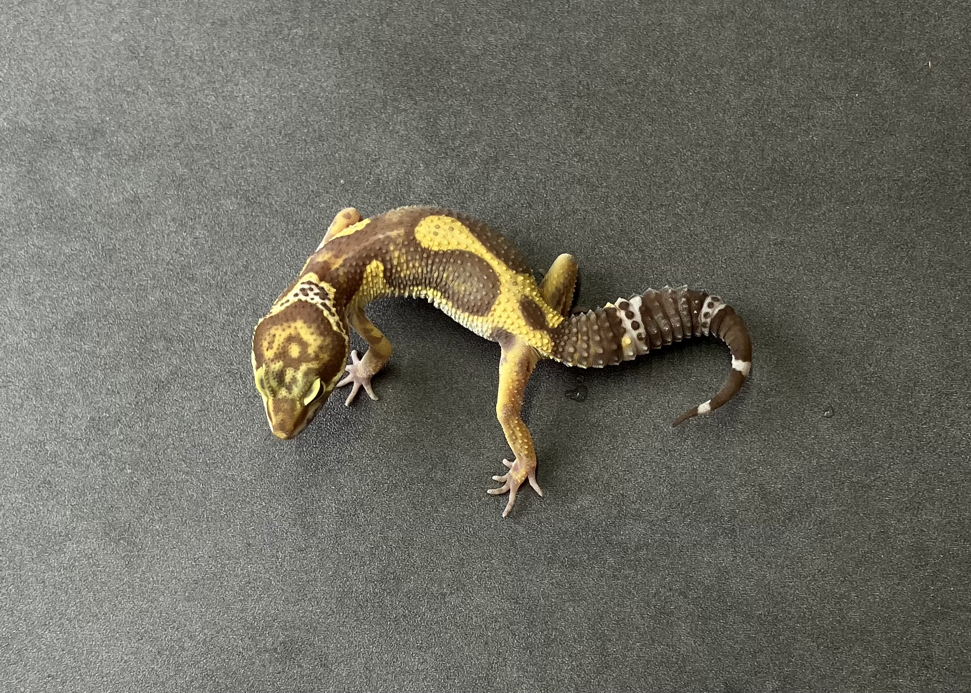 ブラックナイトTA