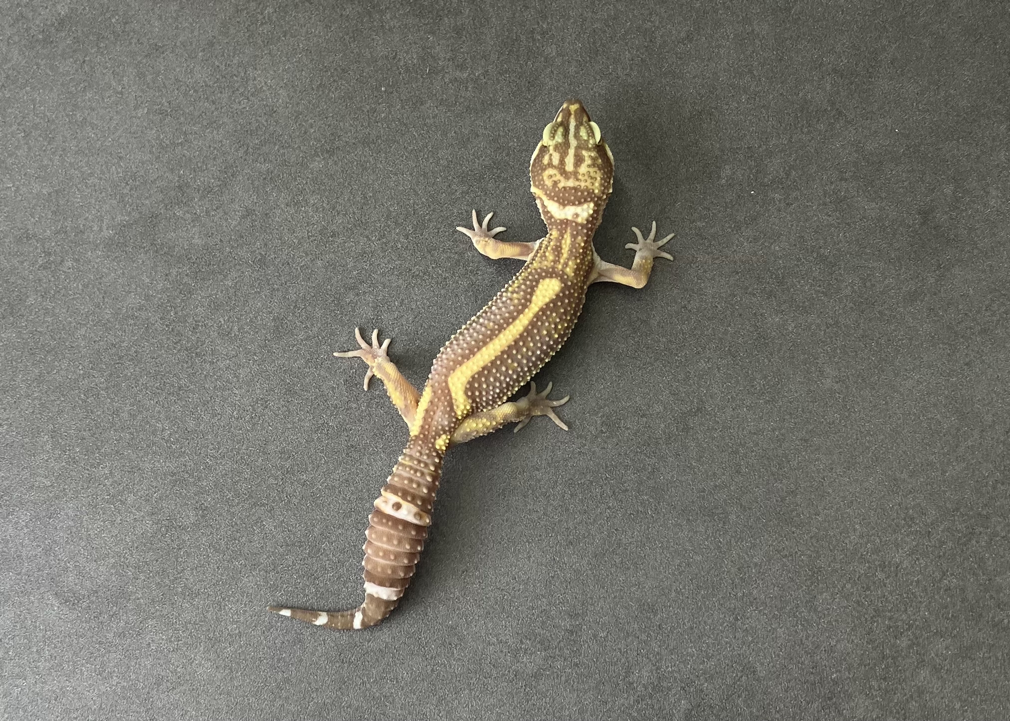 ブラックナイトTA