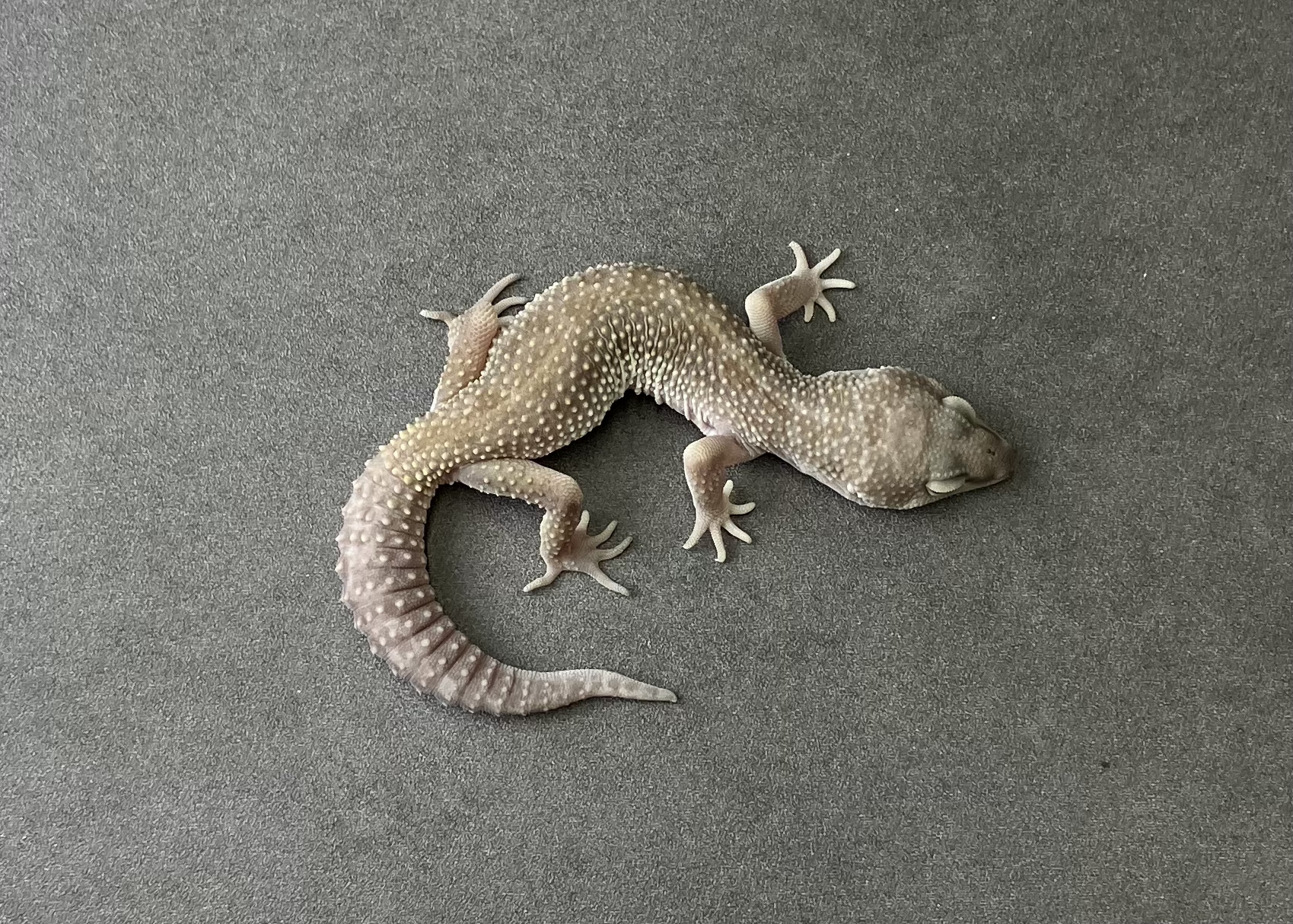 ブラックナイトMP