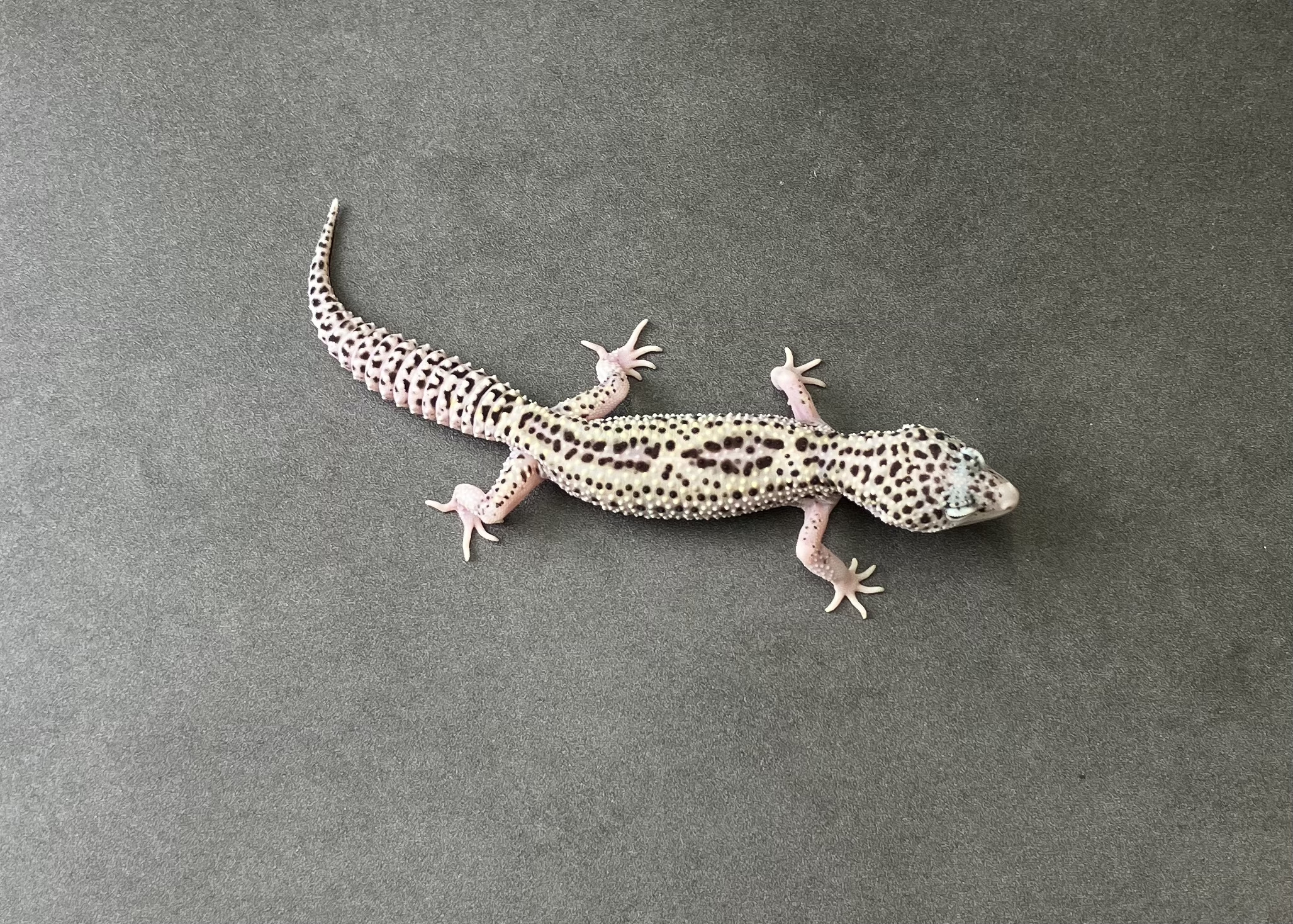 スノーエクリプス