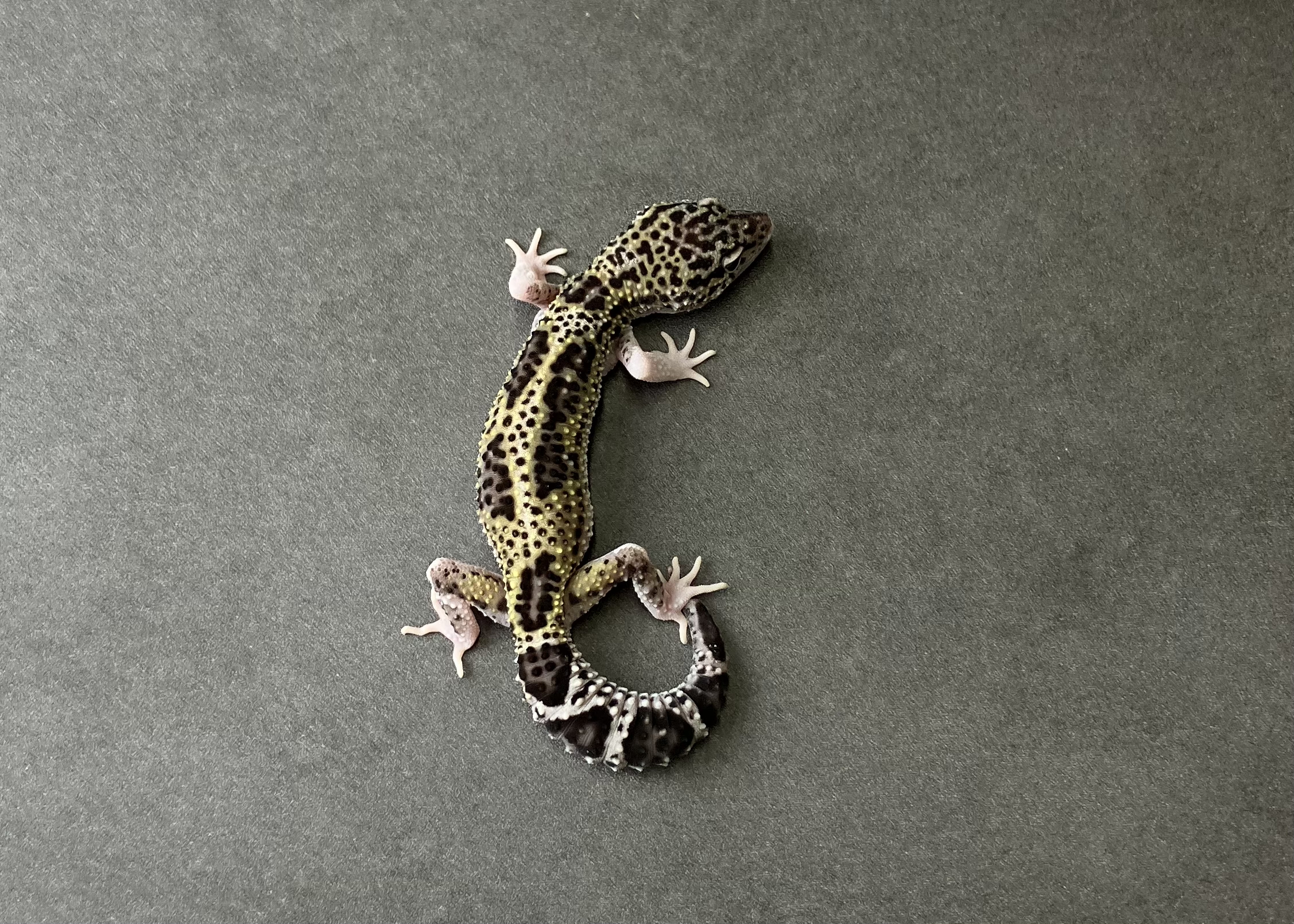 スノーエクリプス