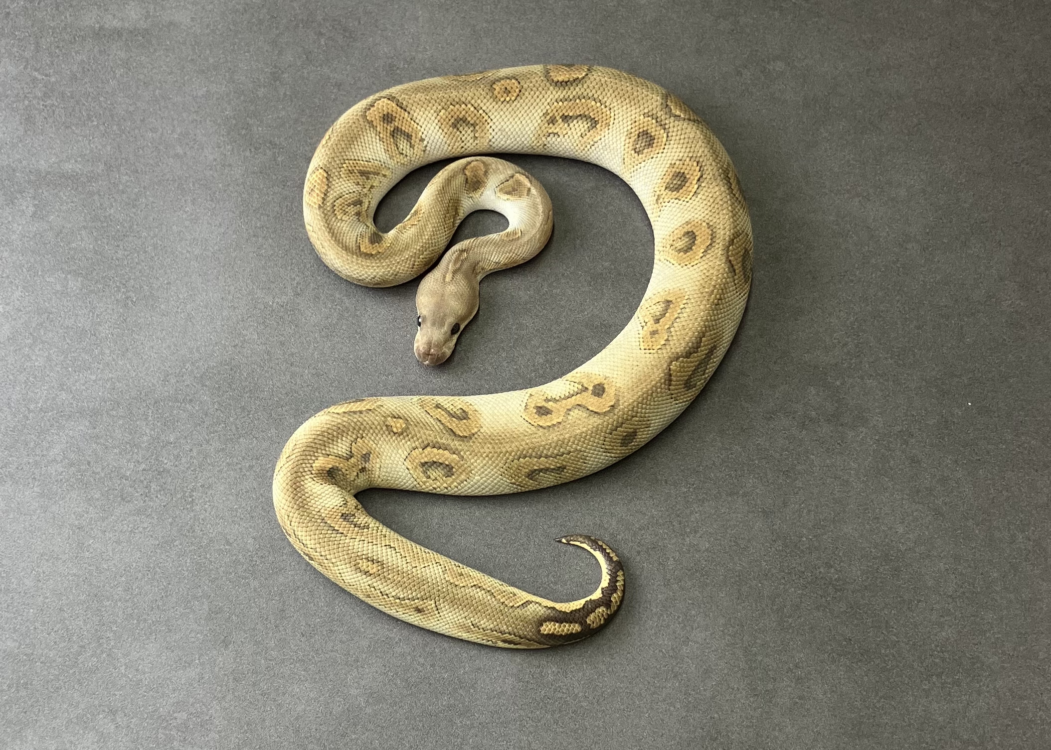 super huffman hypo clown