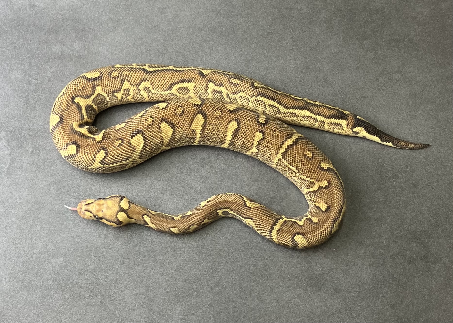 super gravel-pavement clown