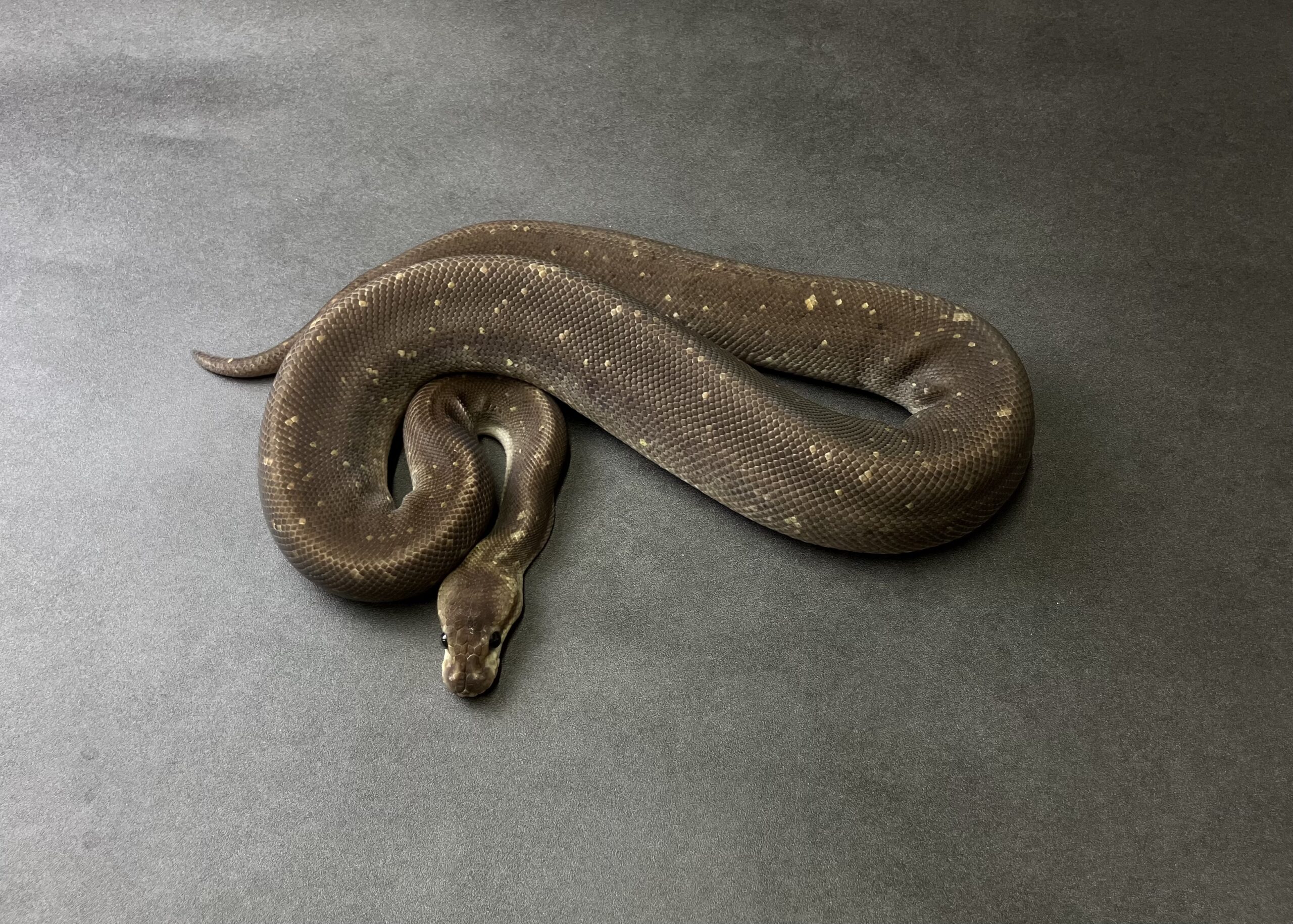 シルバーバレット