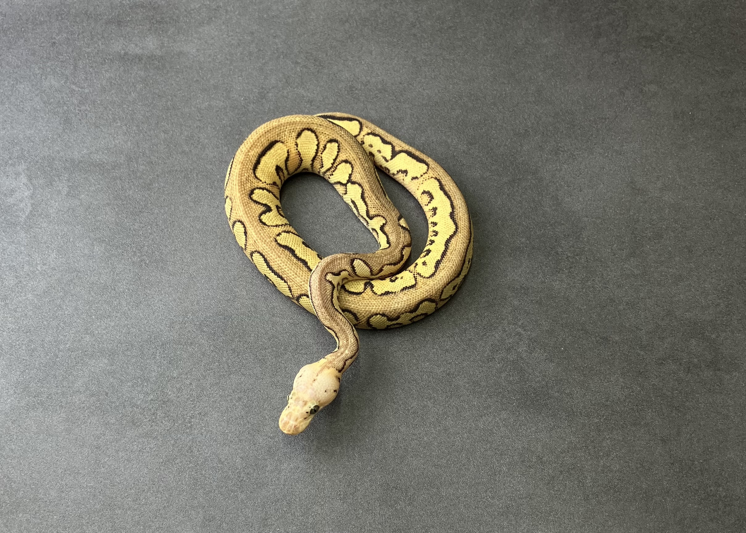 pastel phantom YB clown