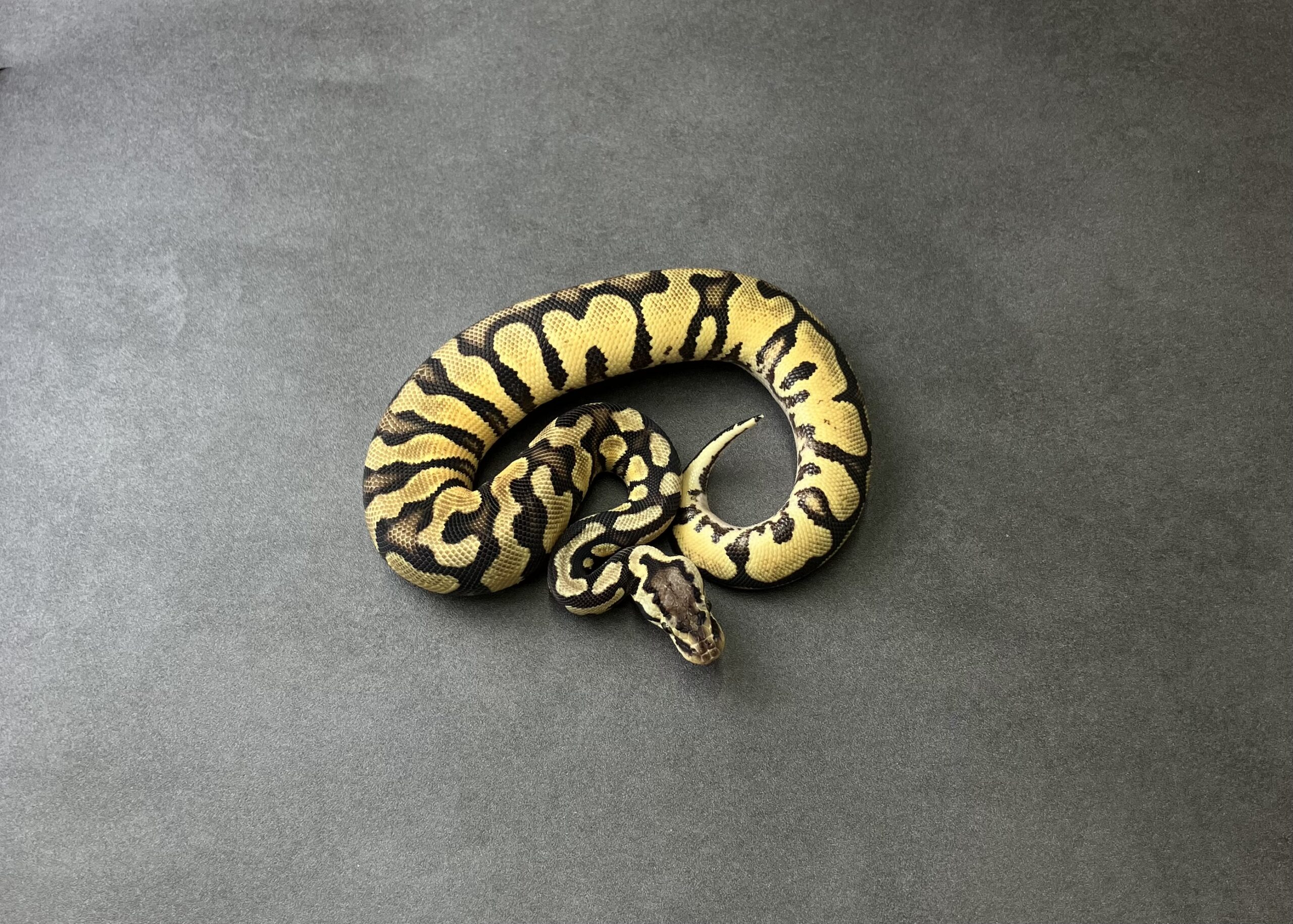 pastel phantom YB het clown
