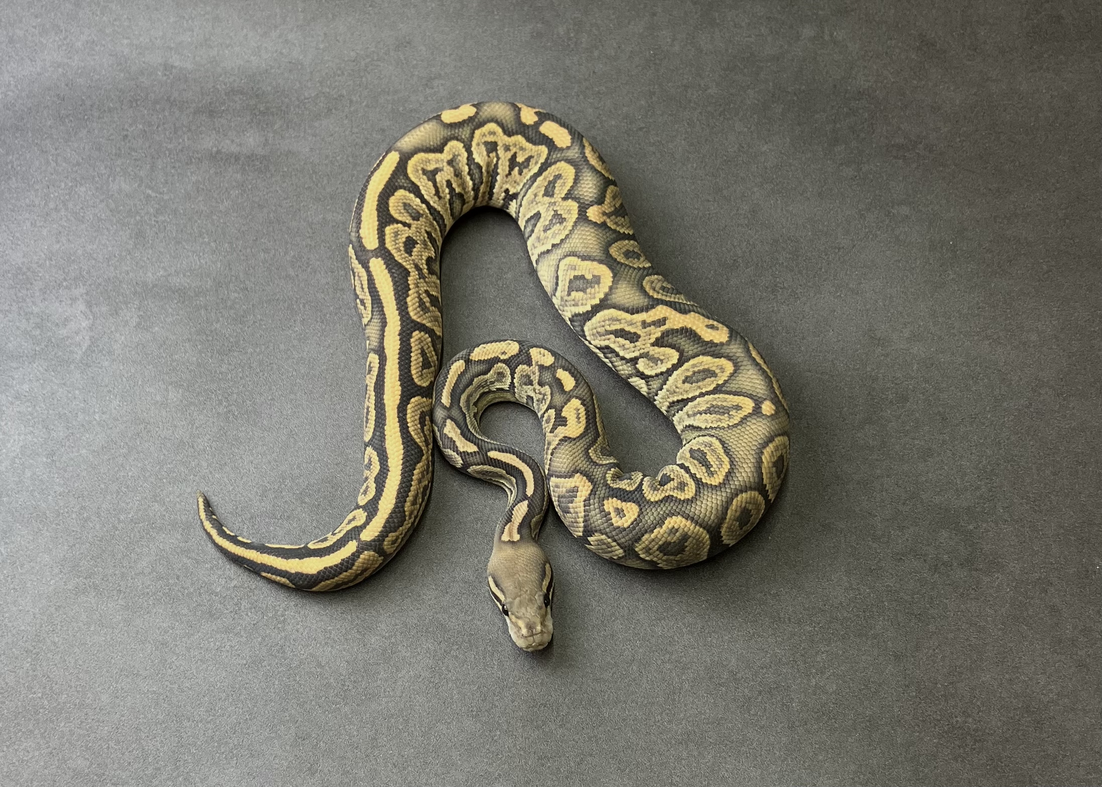 blk pastel vanilla hypo