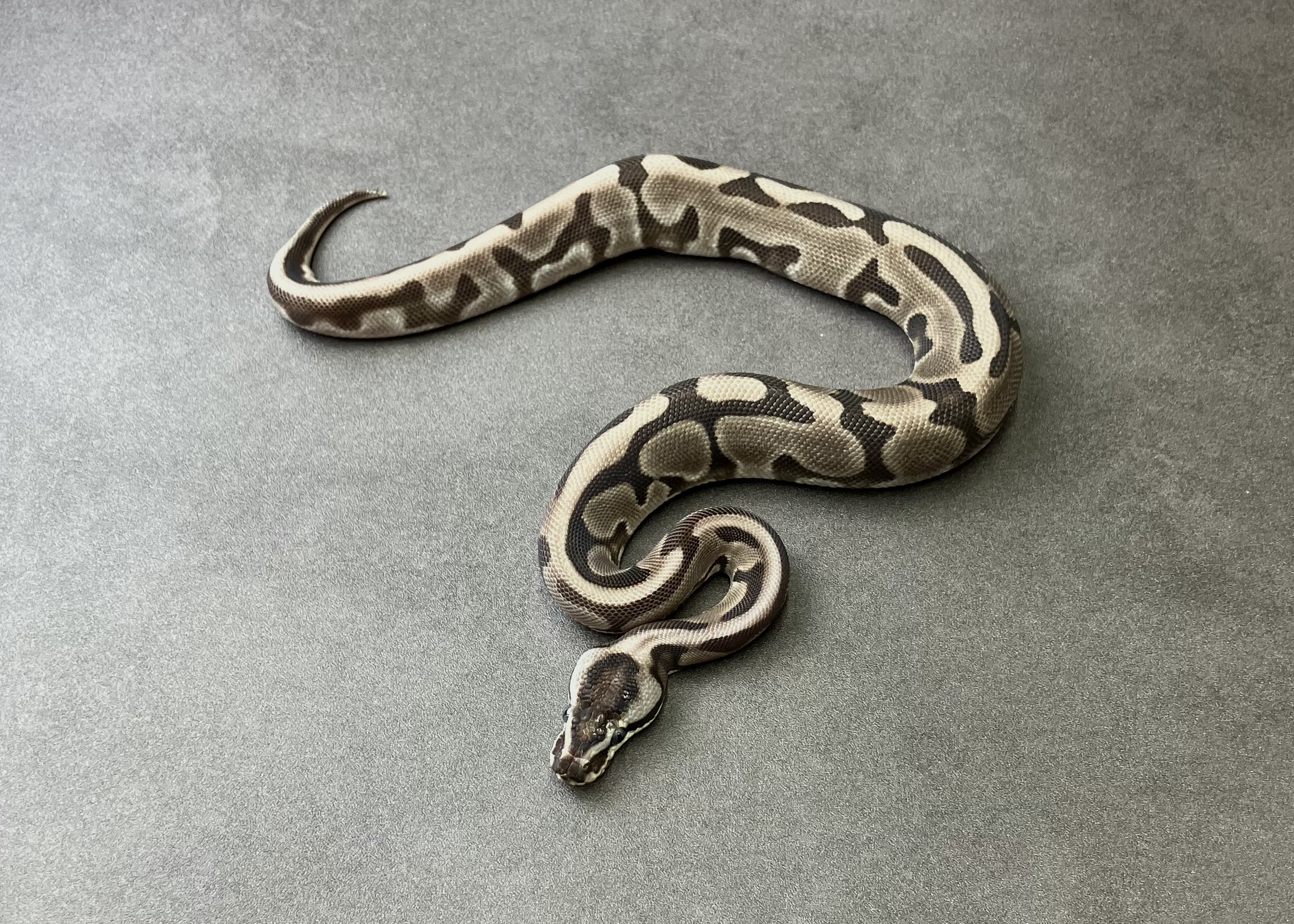 VPI axan enchi leopard 66het true ghost