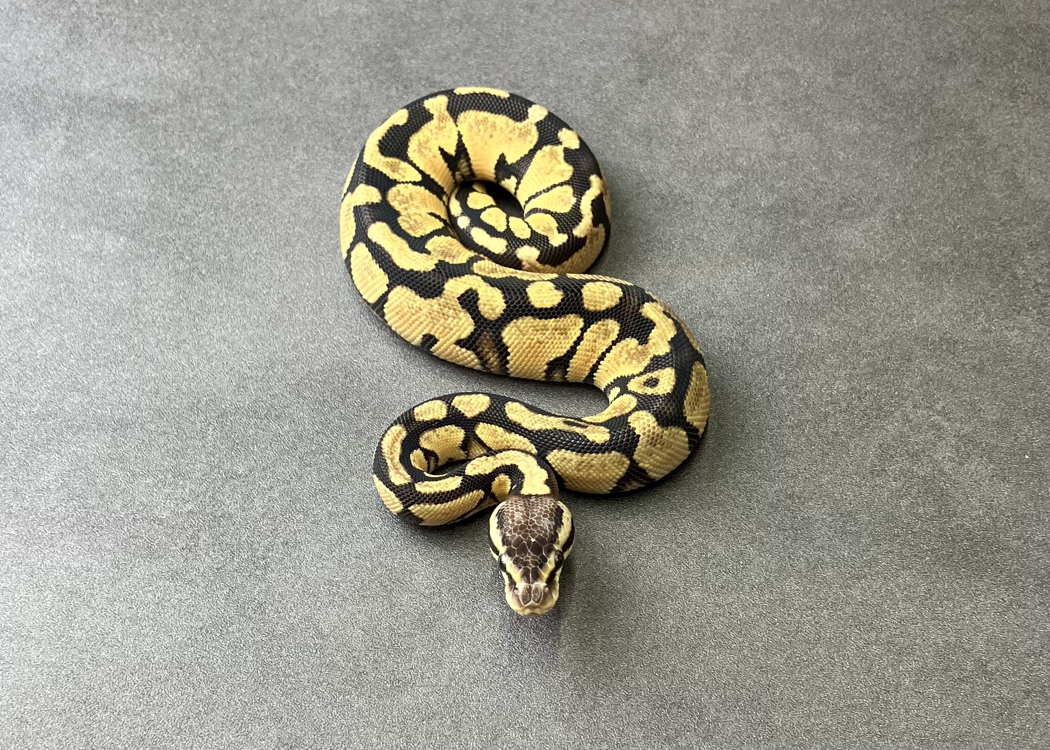 pastel DH TSK axan DG