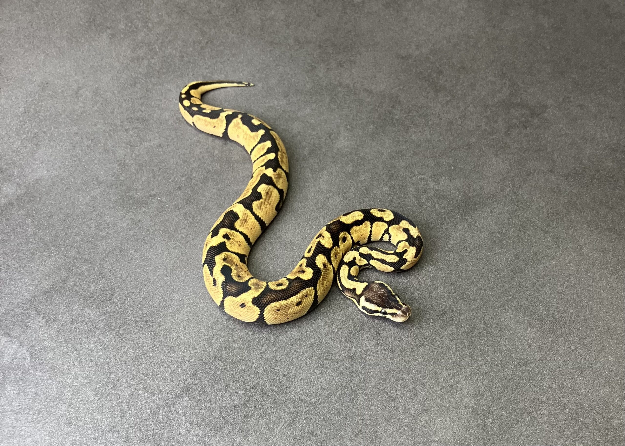 pastel DH TSK axan DG