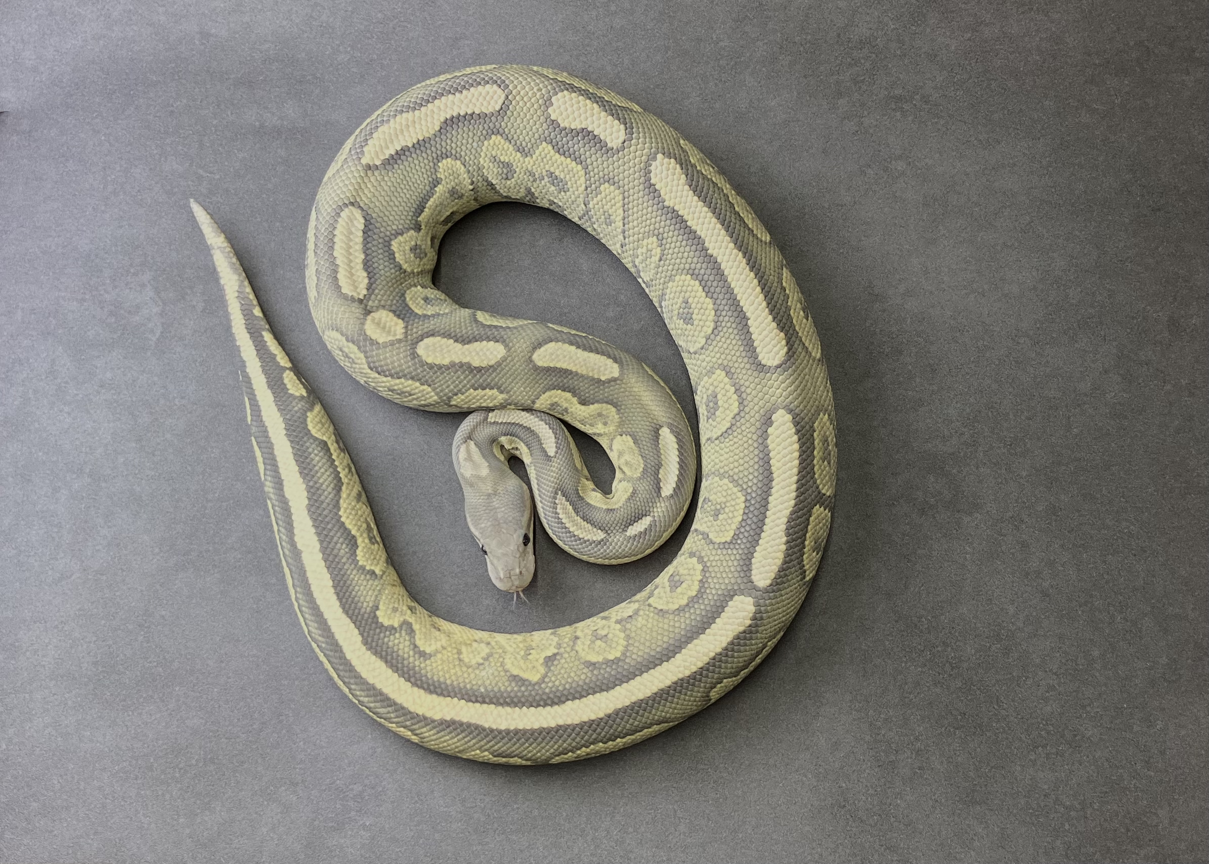 blk pastel vanilla-fire hypo