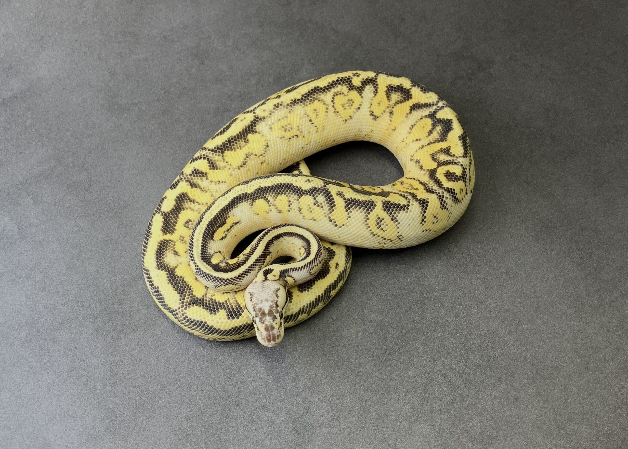 super pastel super gravel-pavement het clown