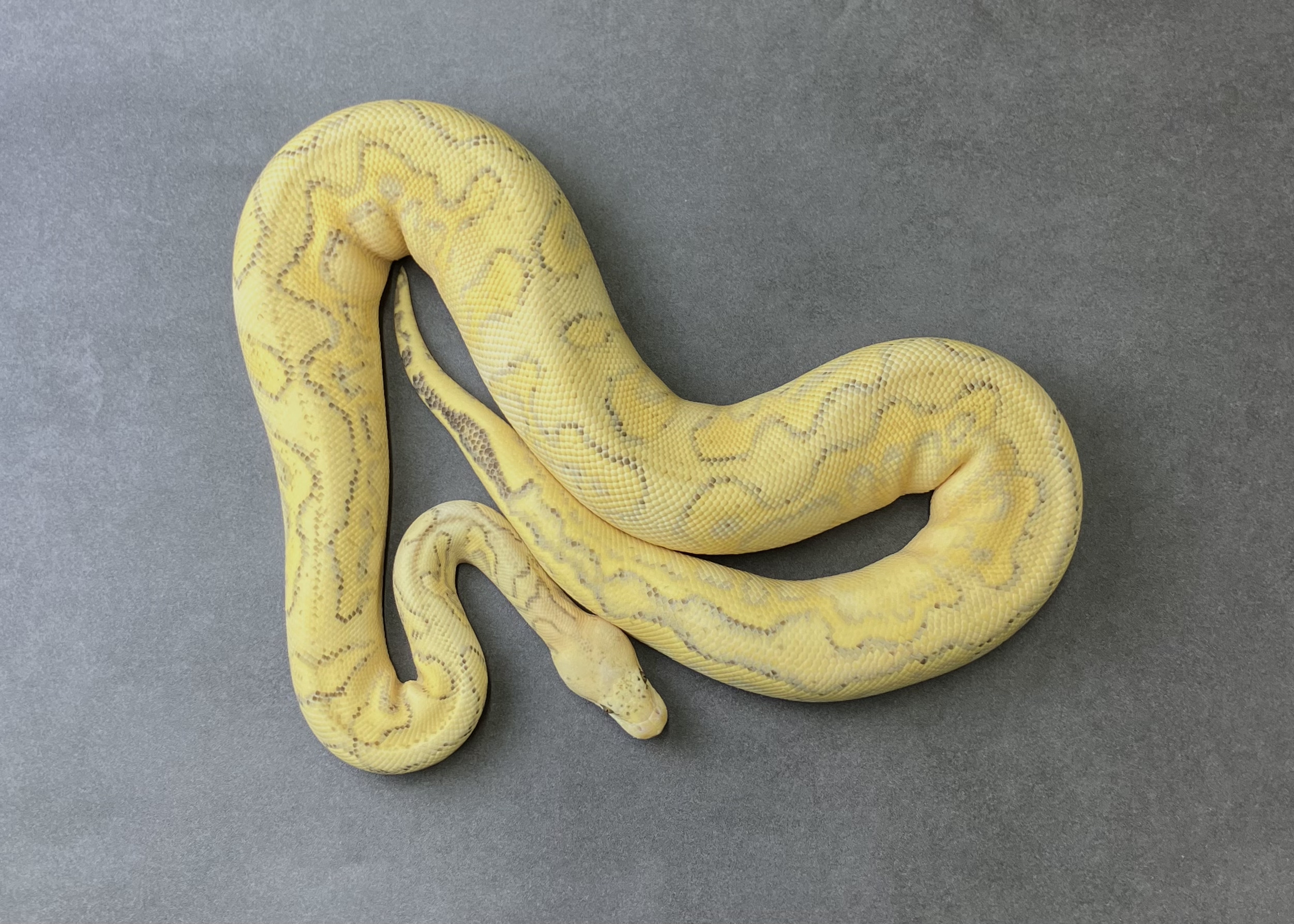 super pastel super gravel-pavement clown